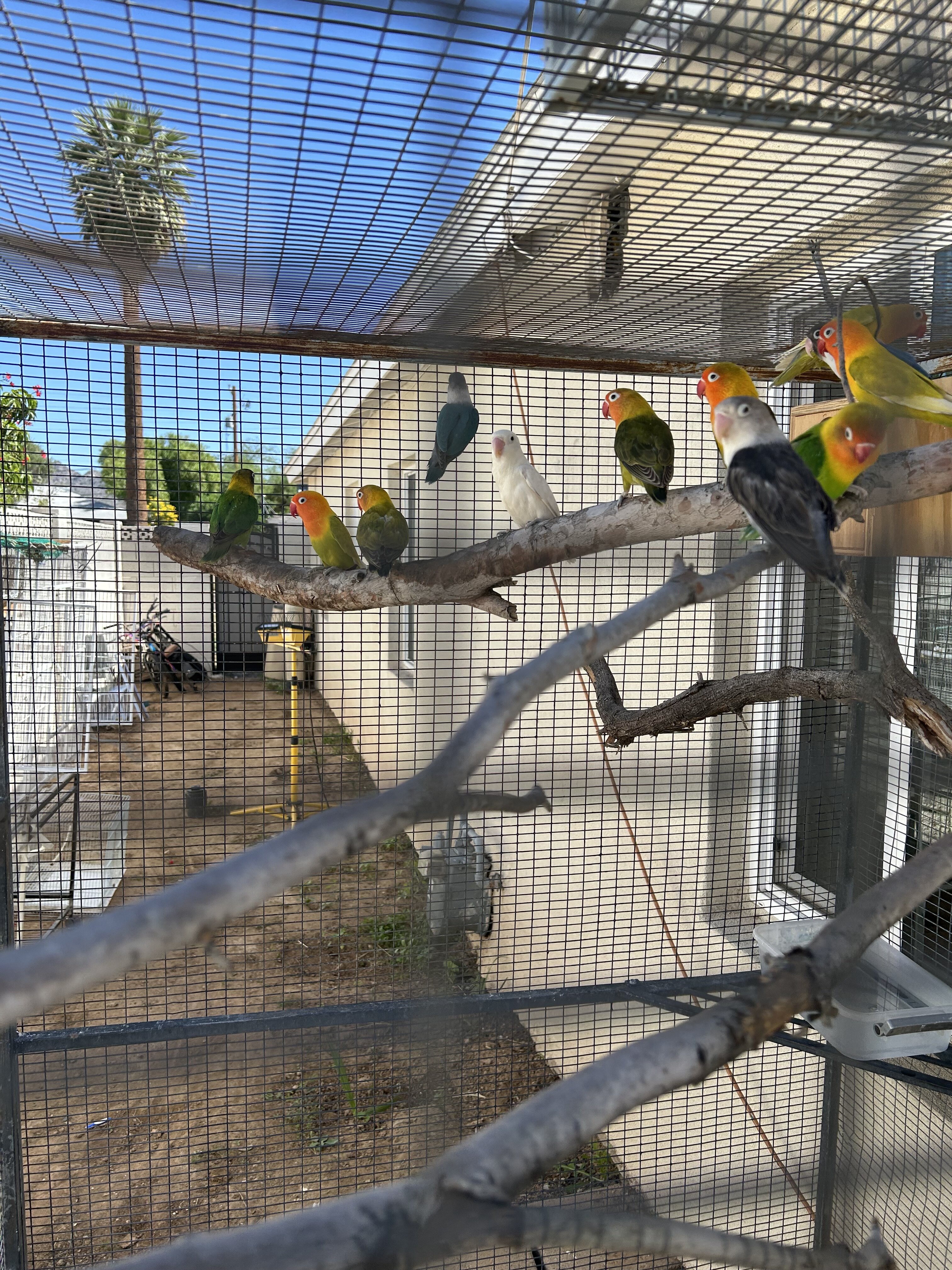 Love birds image 1