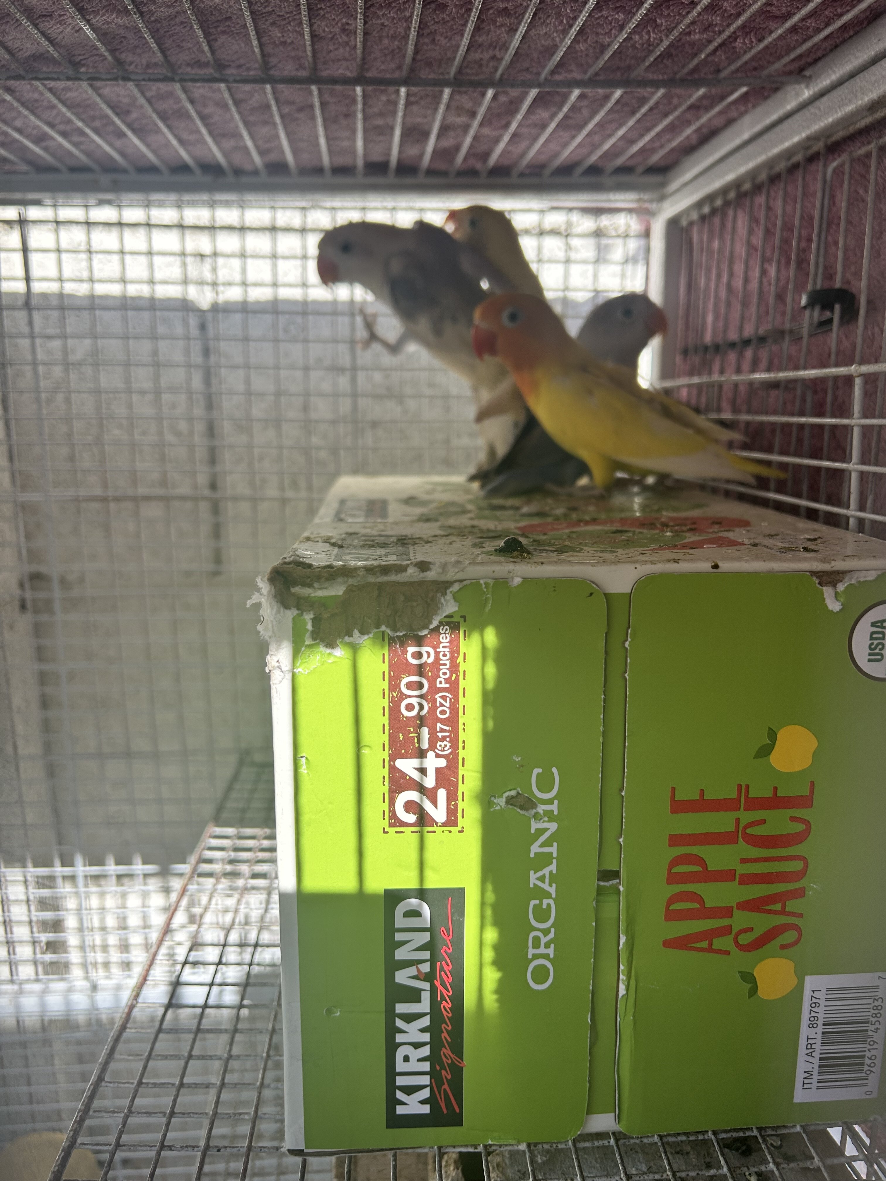 Love birds image 3