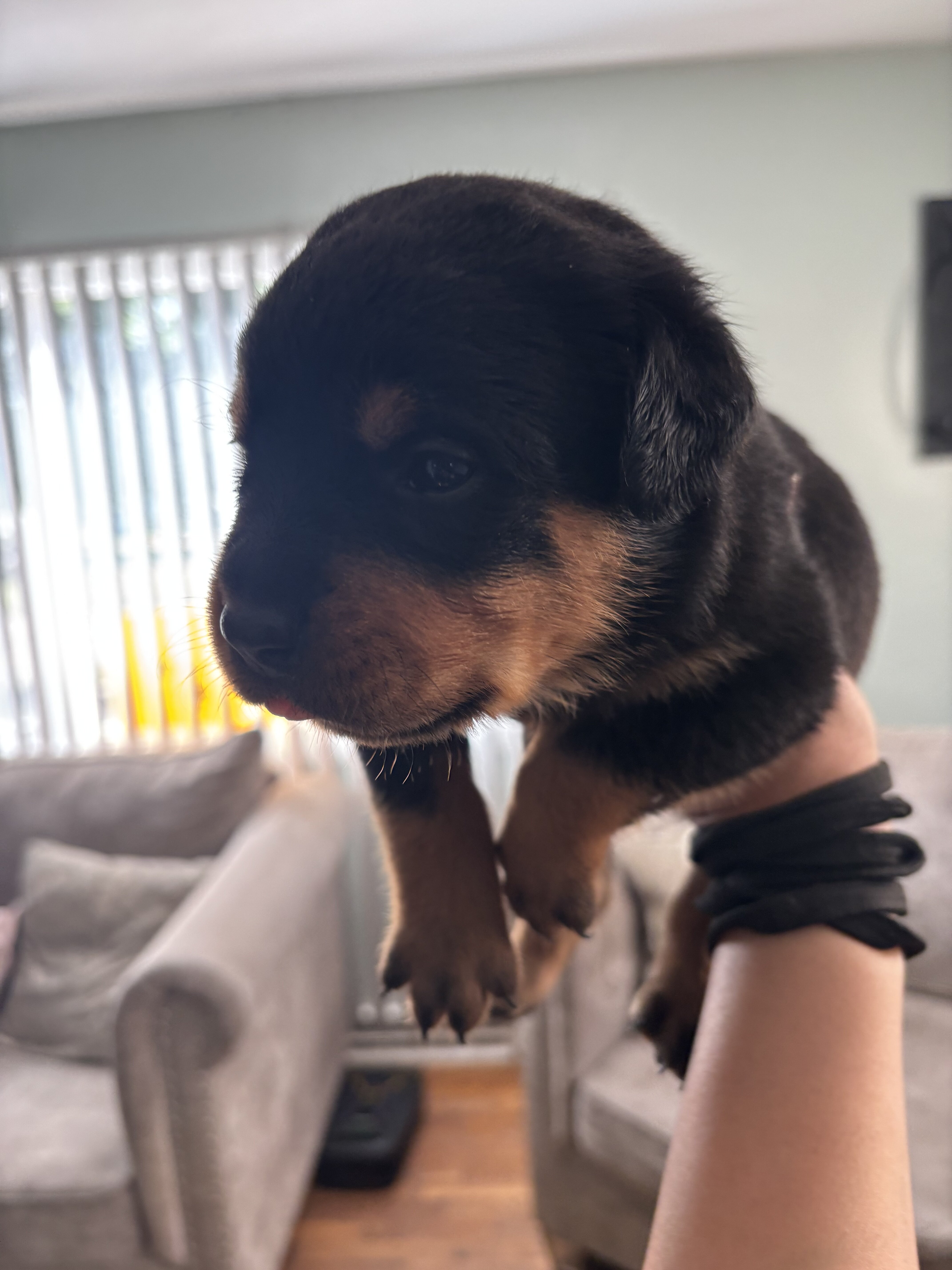 Rottweiler Puppies image 3