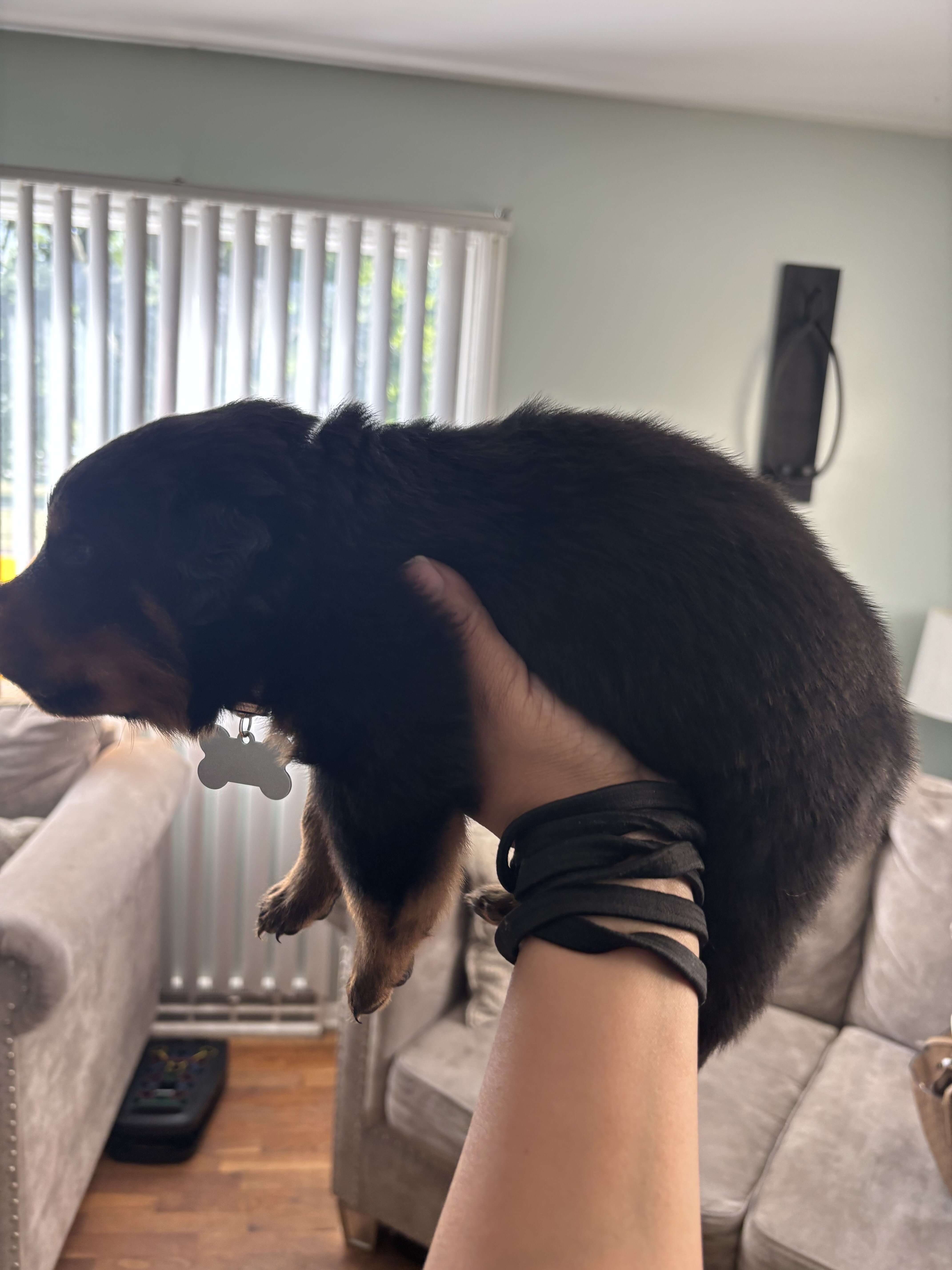 Rottweiler Puppies image 2