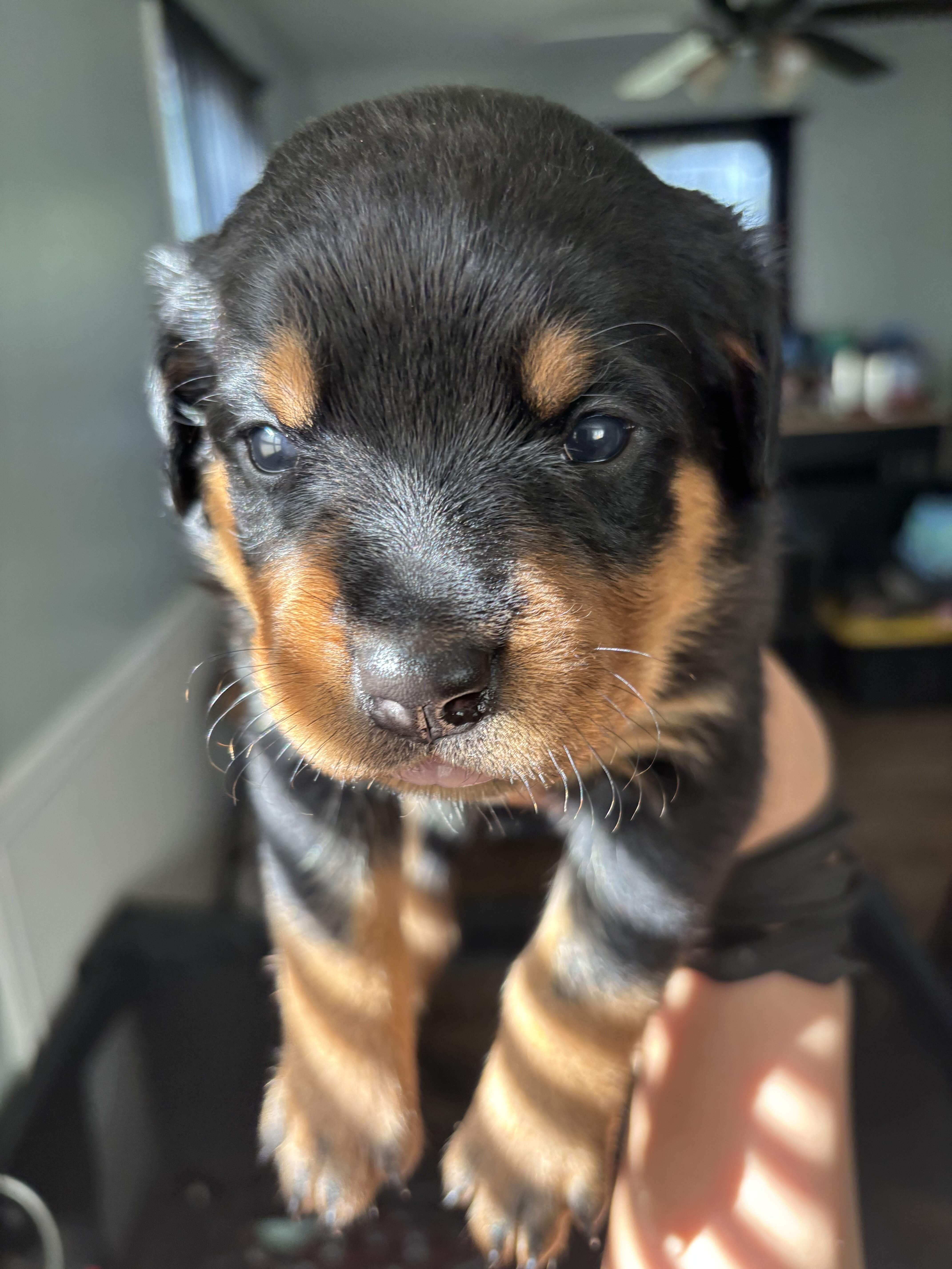 Rottweiler Puppies image 1