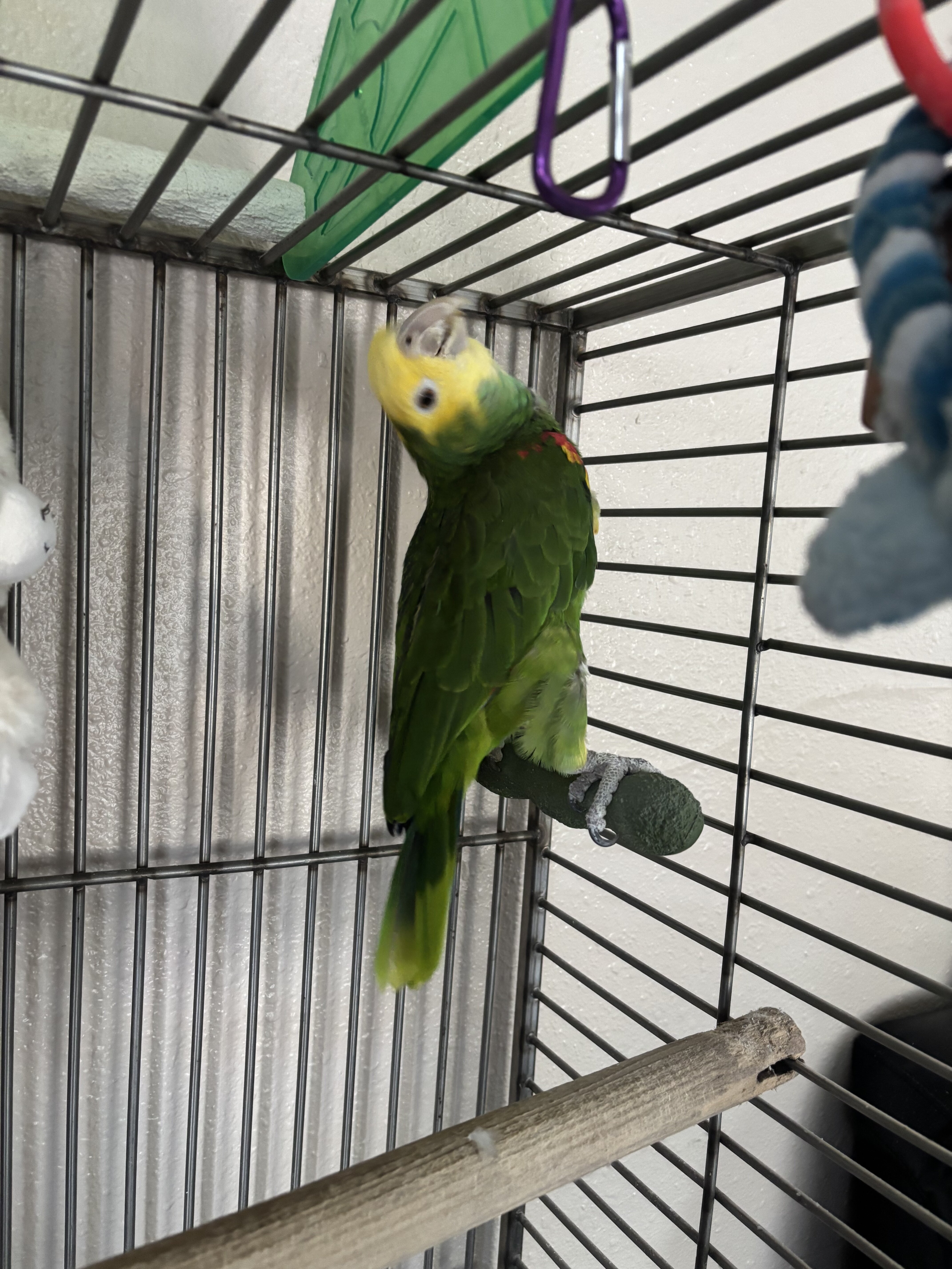 Double yellow headed Amazon image 1