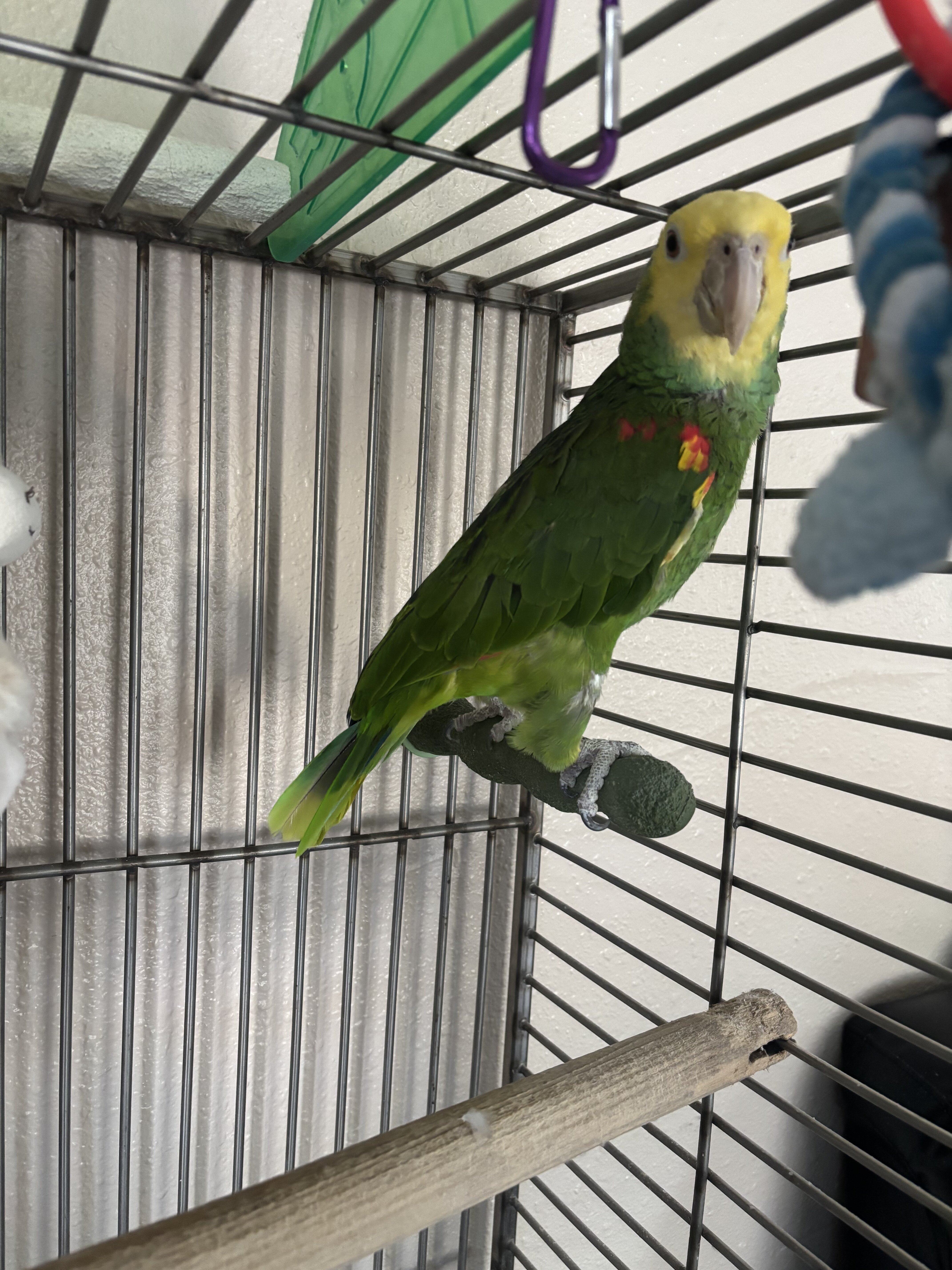 Double yellow headed Amazon image 3
