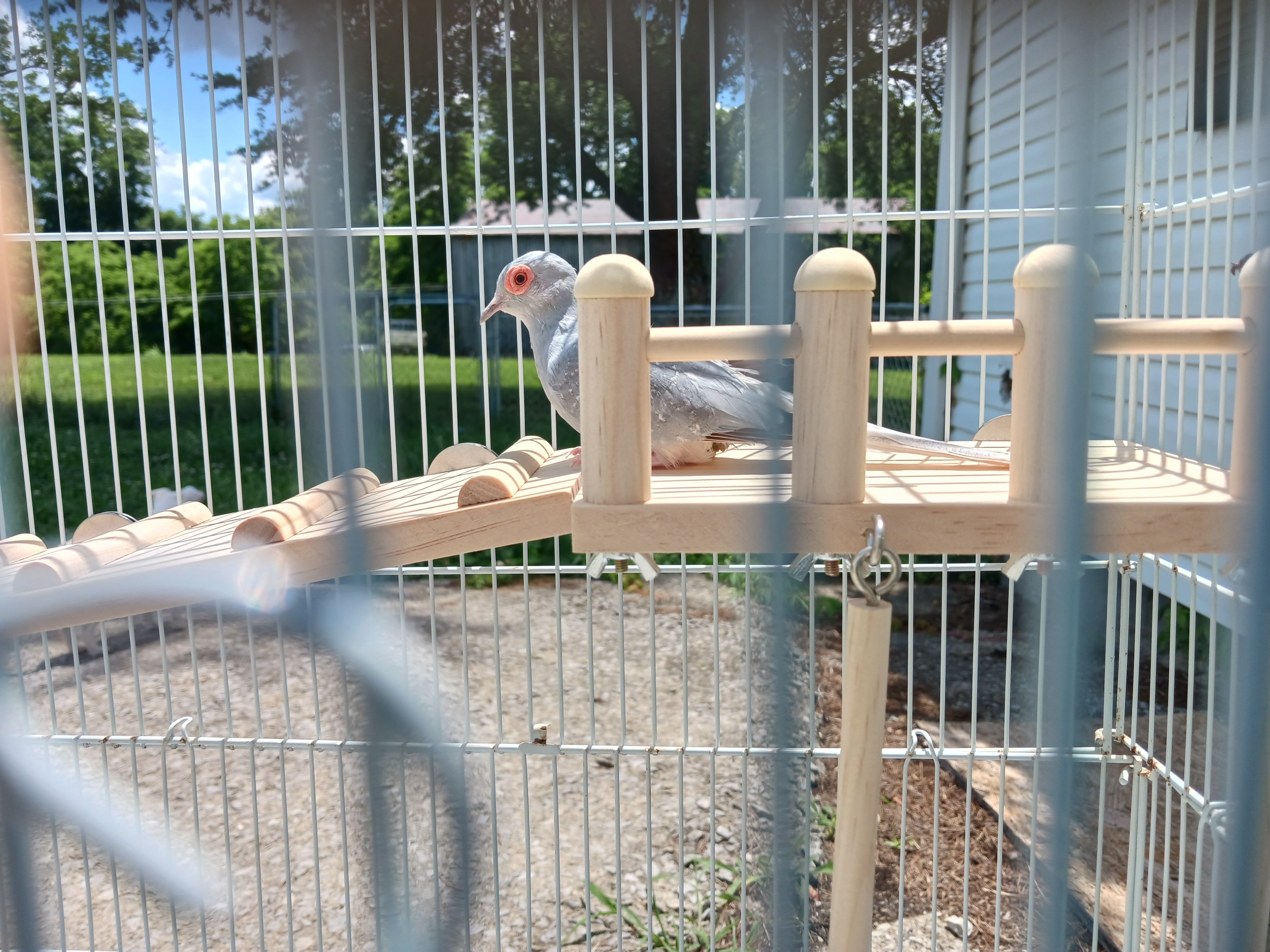 Male Diamond Dove image 2