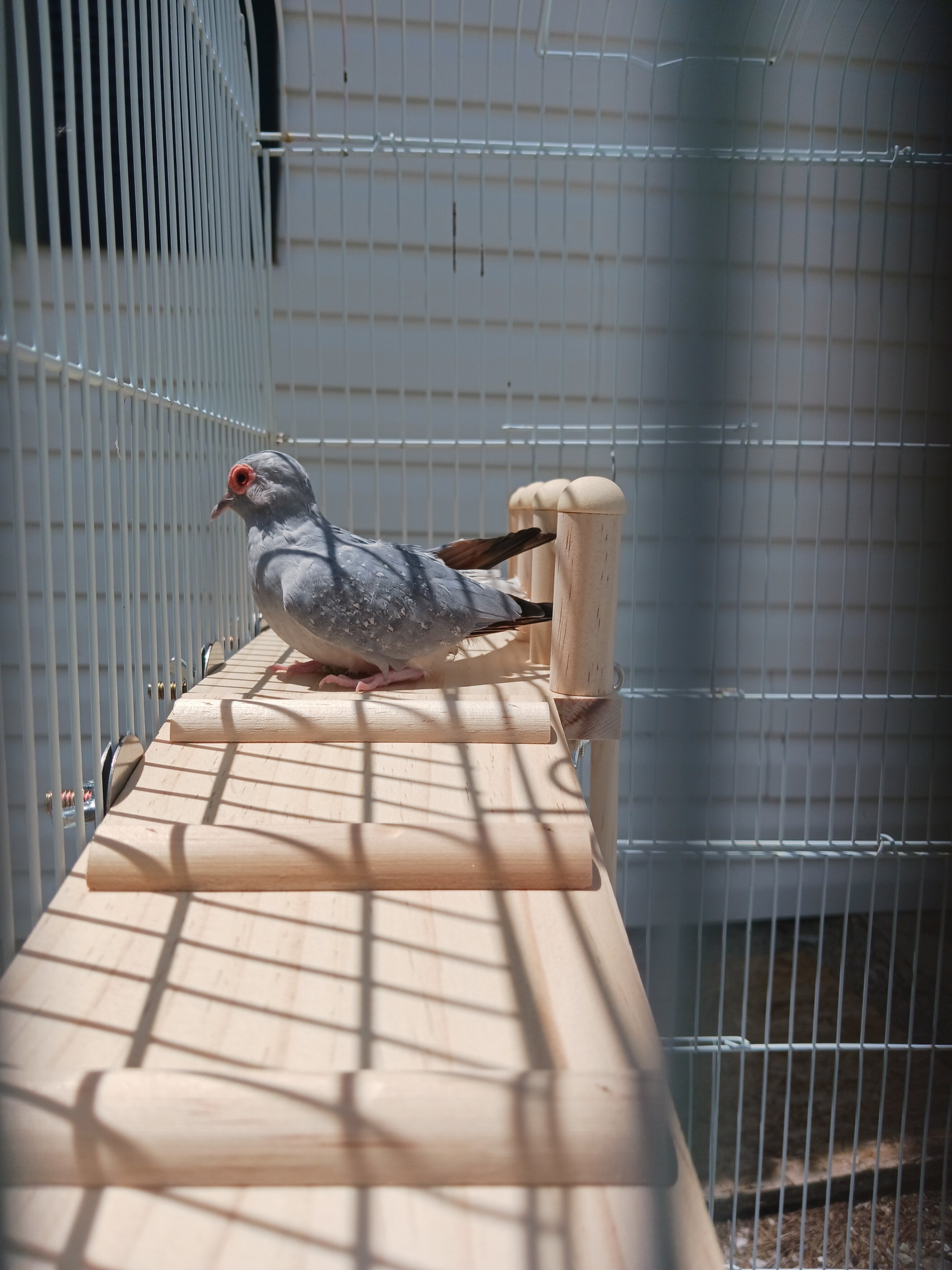 Male Diamond Dove image 3