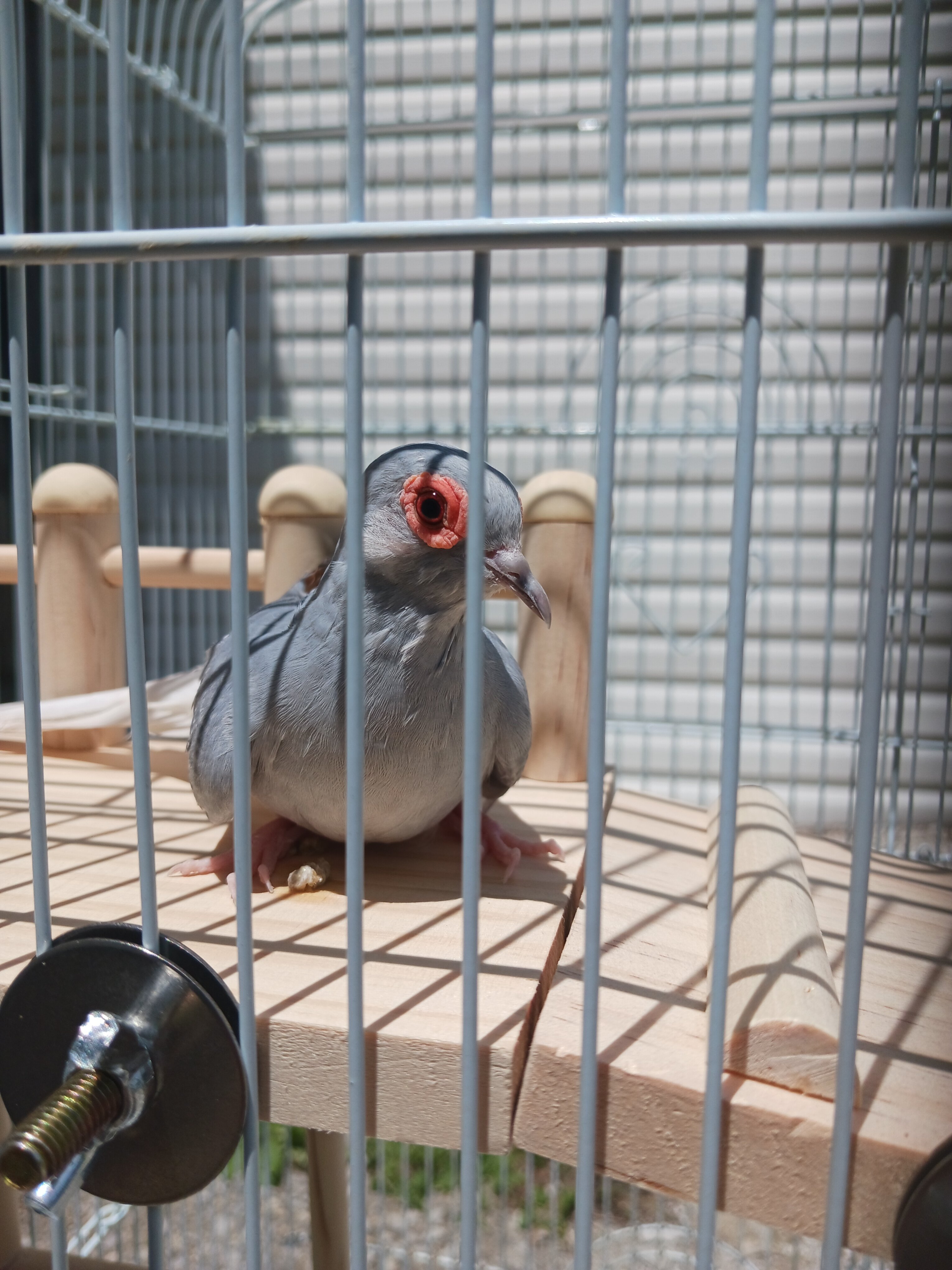 Male Diamond Dove image 4