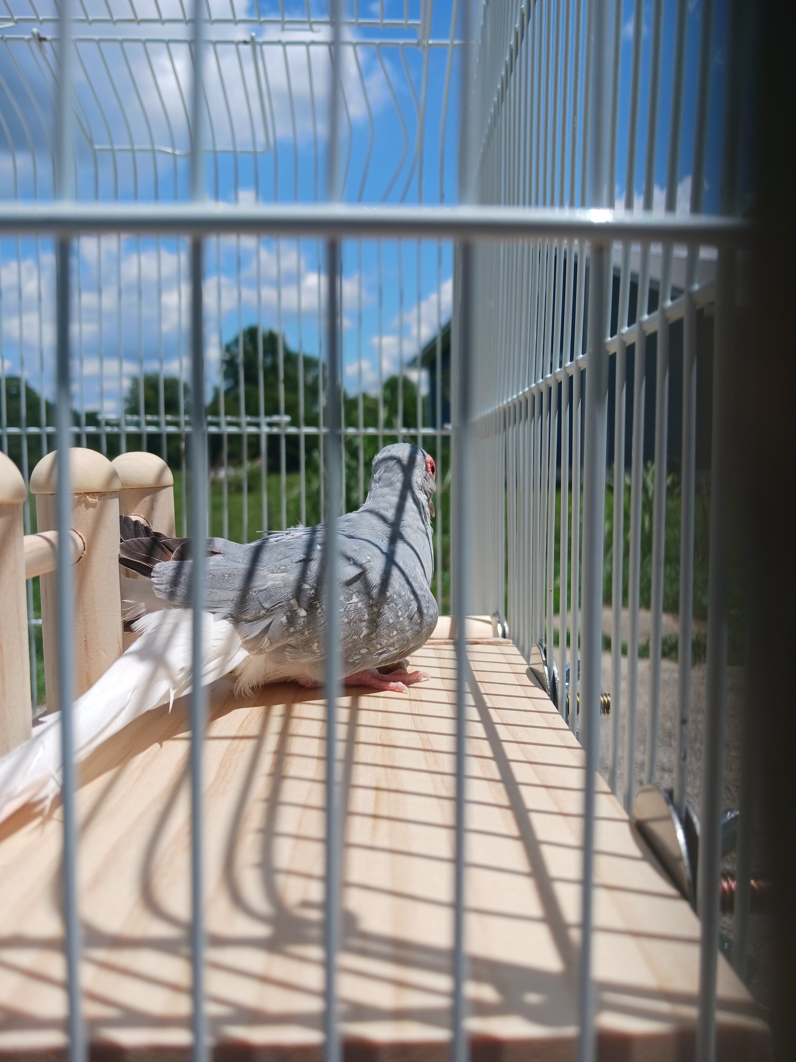 Male Diamond Dove image 5