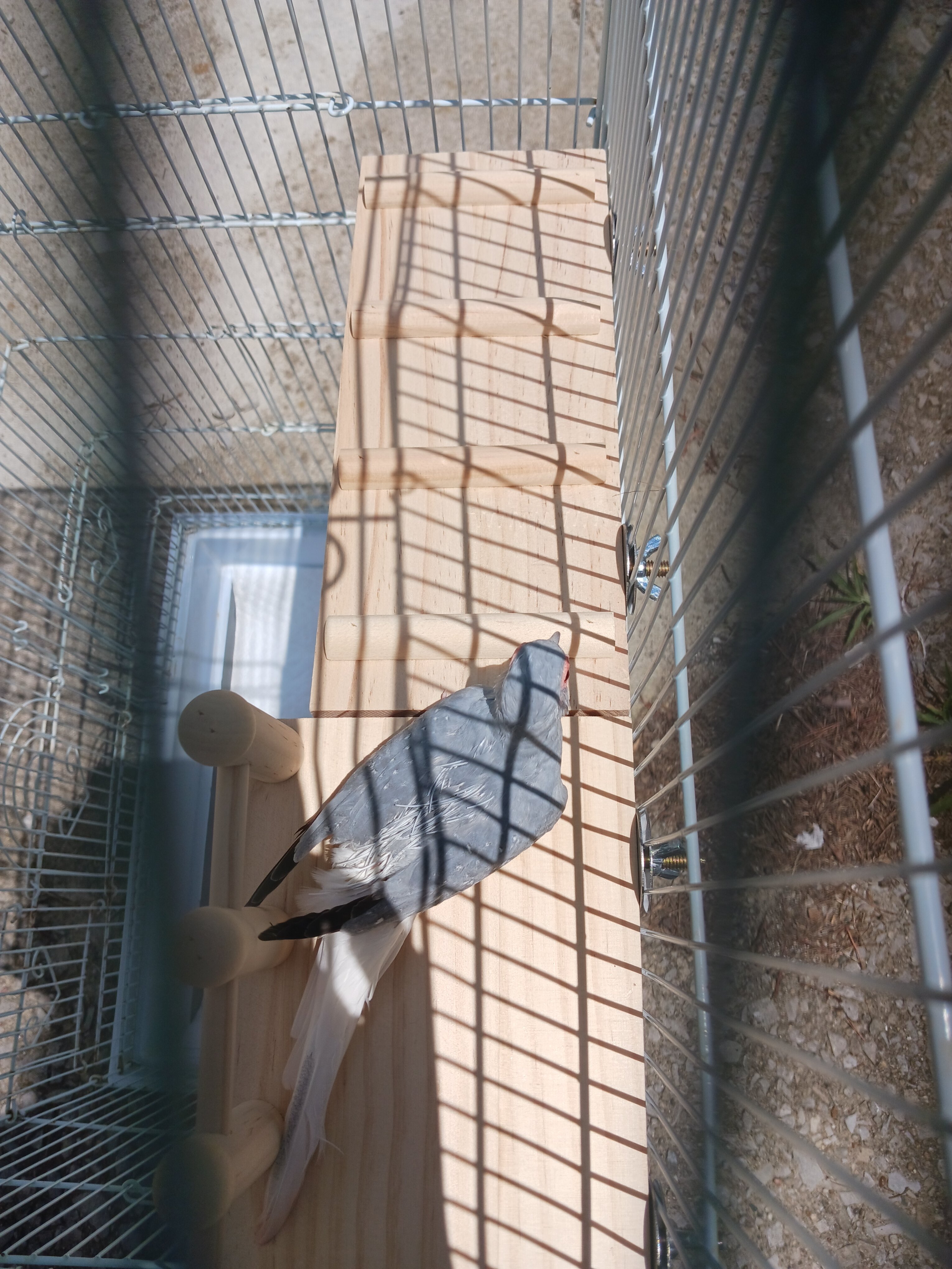 Male Diamond Dove image 6