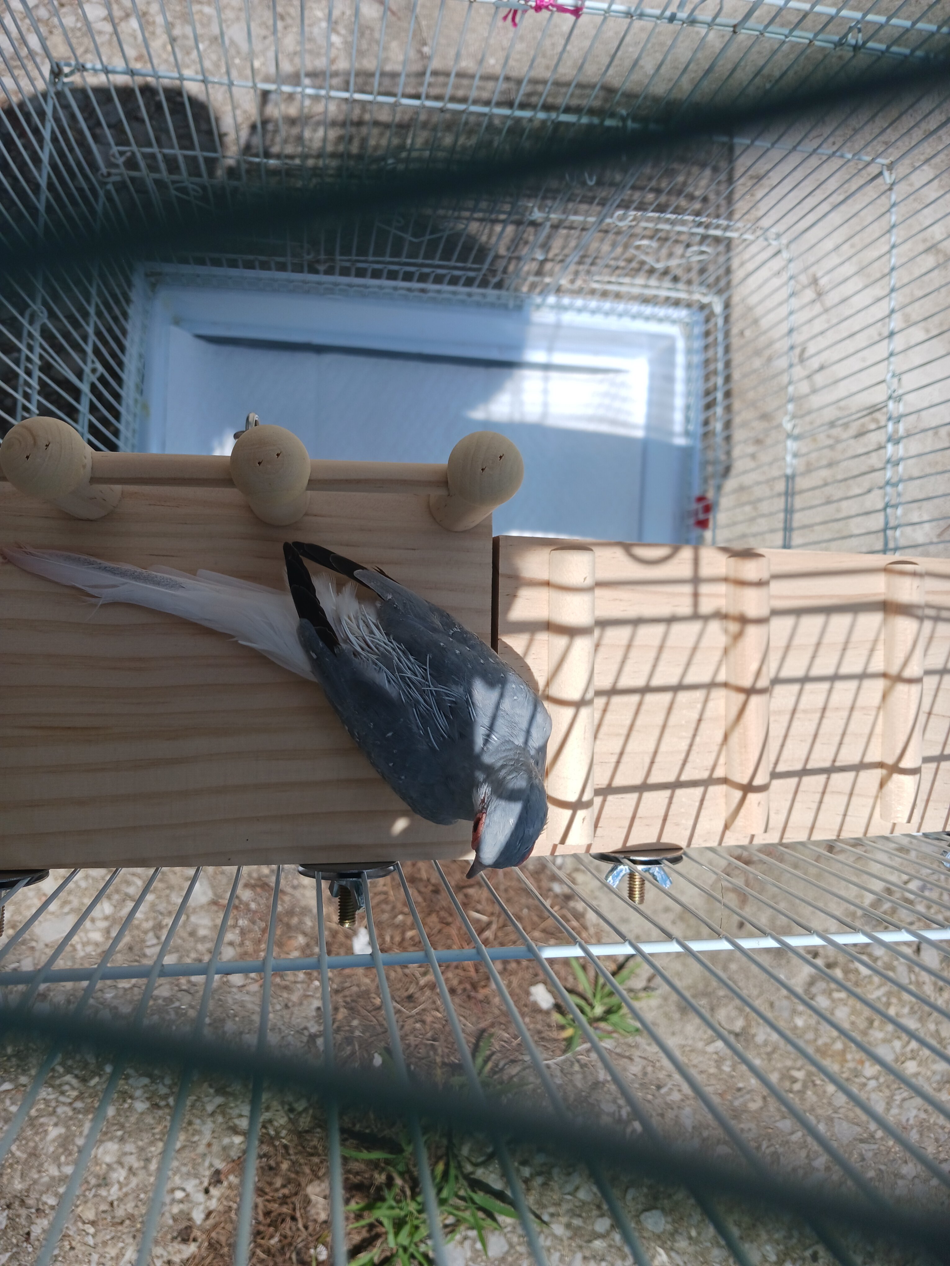 Male Diamond Dove image 7