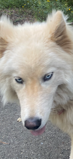 Siberian Husky image 2