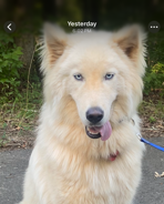 Siberian Husky image 1
