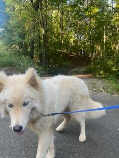 Siberian Husky image 4