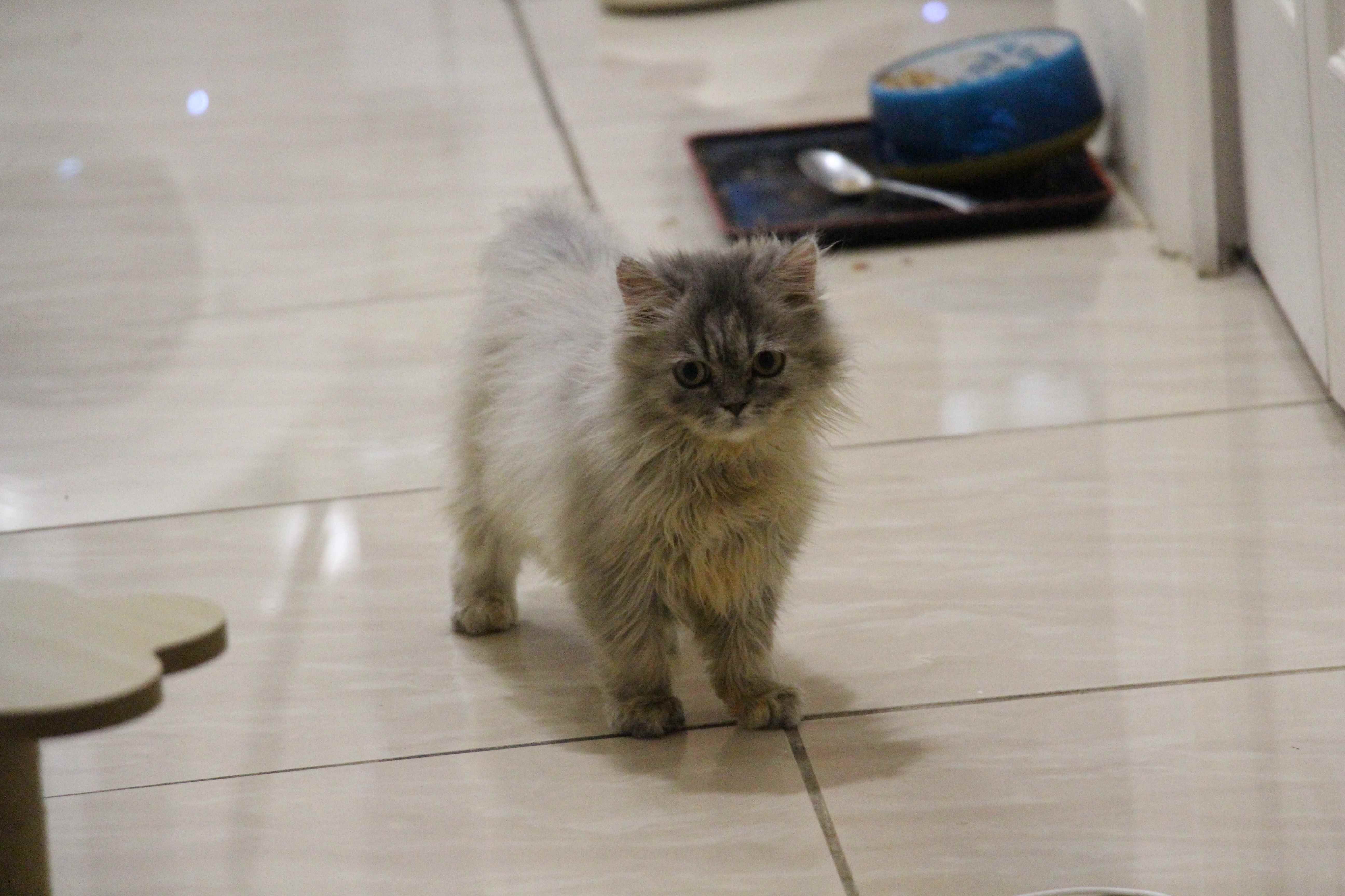 Adorable Scottish Straight Kitten Mimi image 1