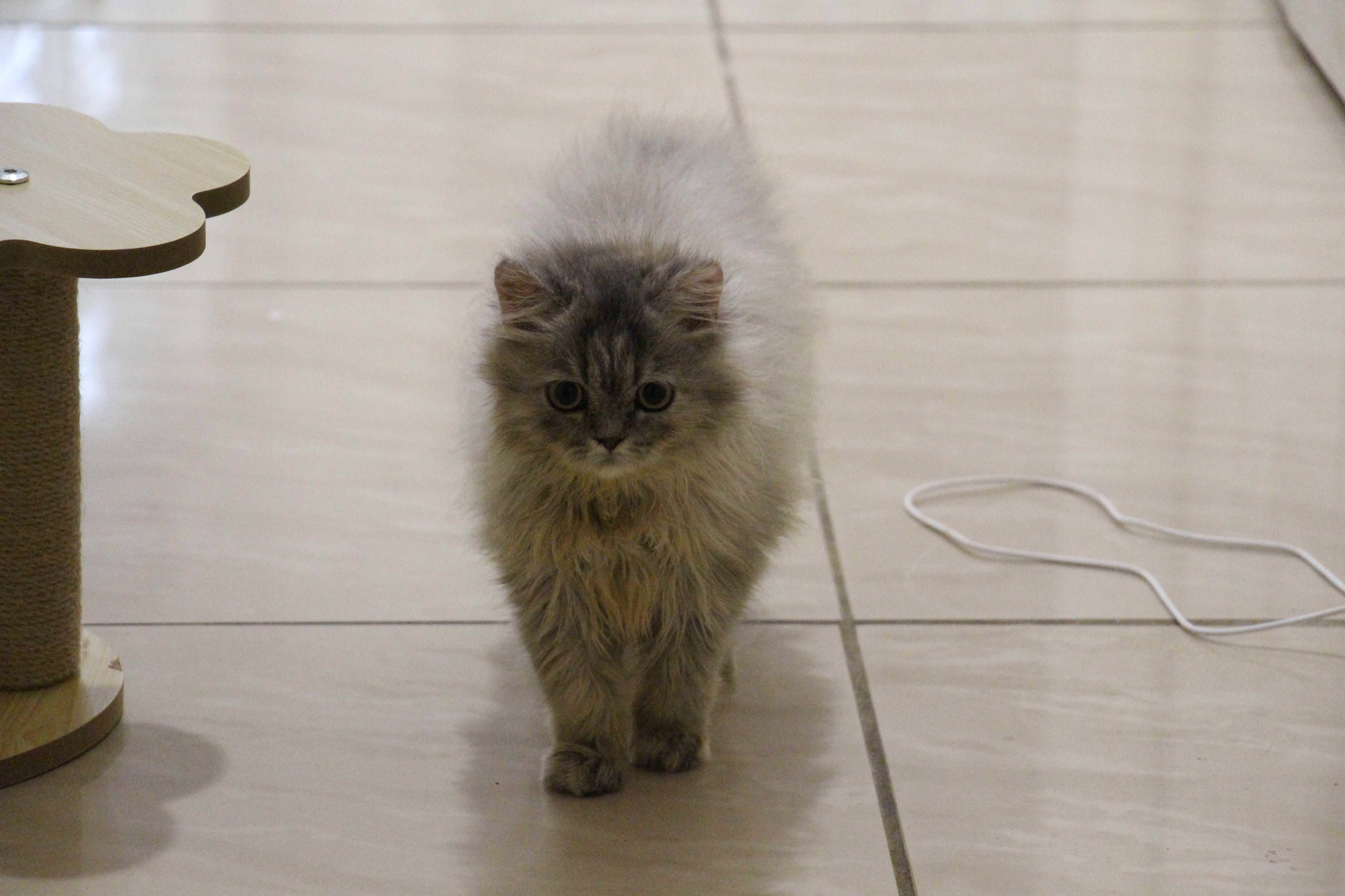 Adorable Scottish Straight Kitten Mimi image 2