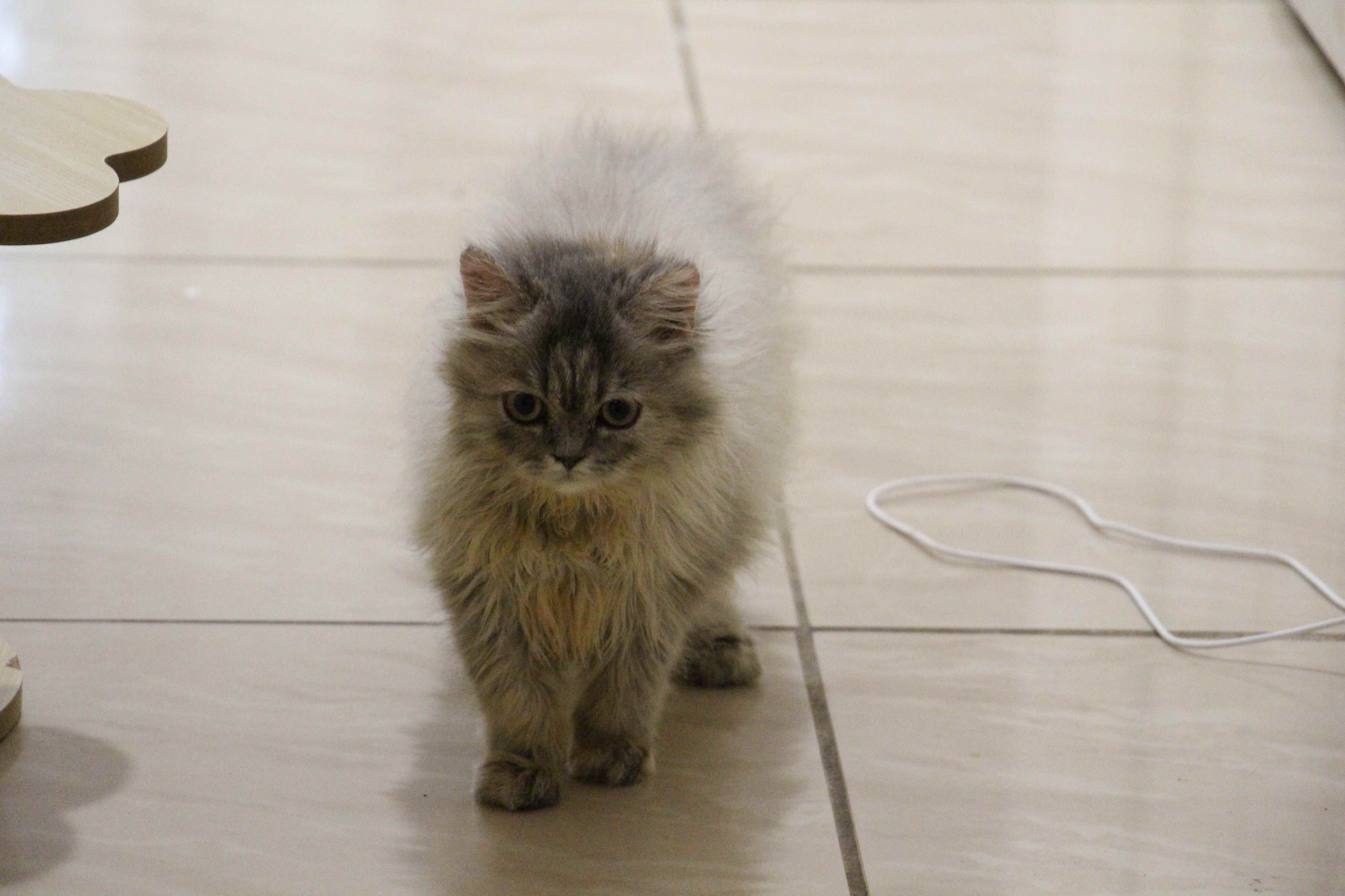 Adorable Scottish Straight Kitten Mimi image 3