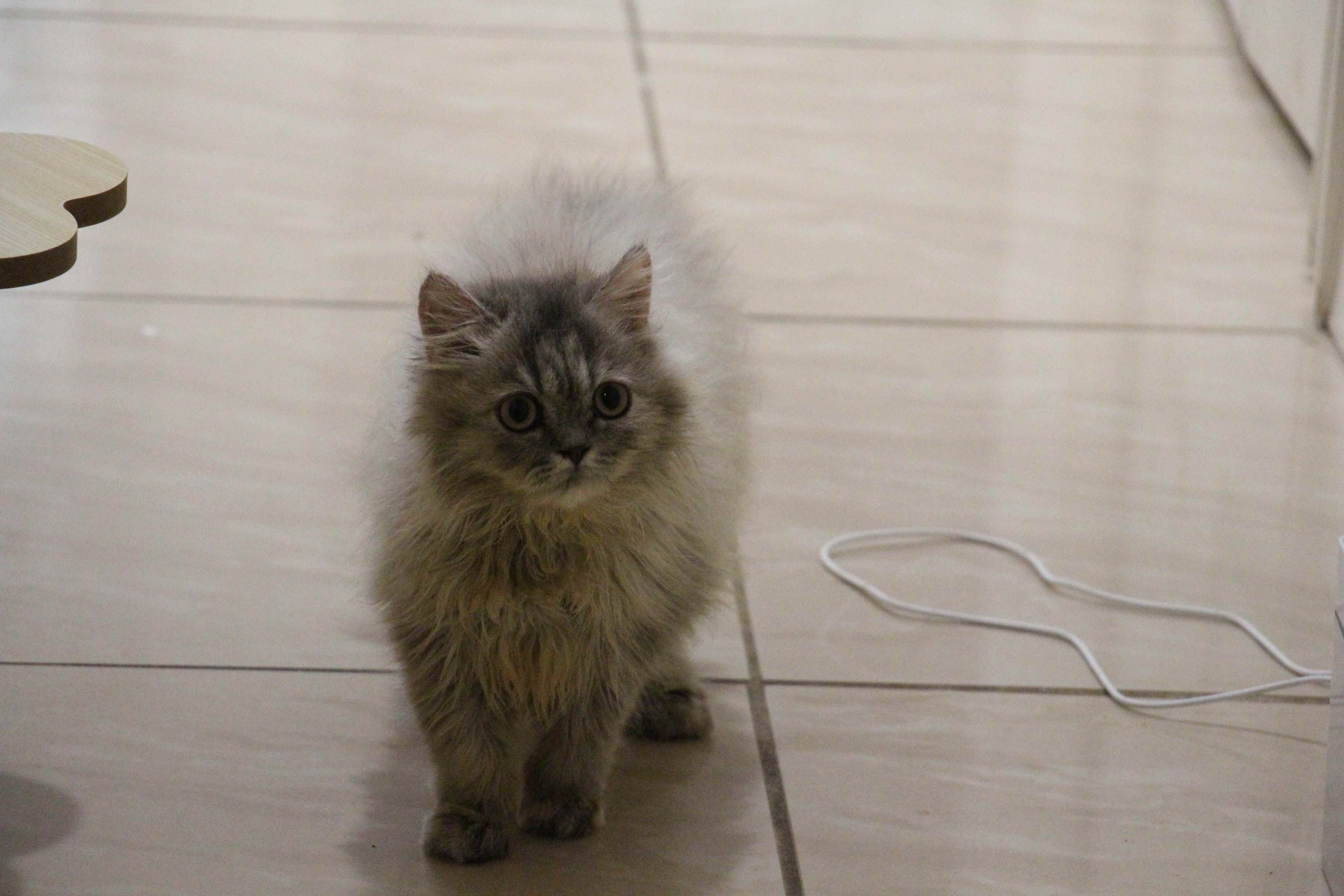 Adorable Scottish Straight Kitten Mimi image 4