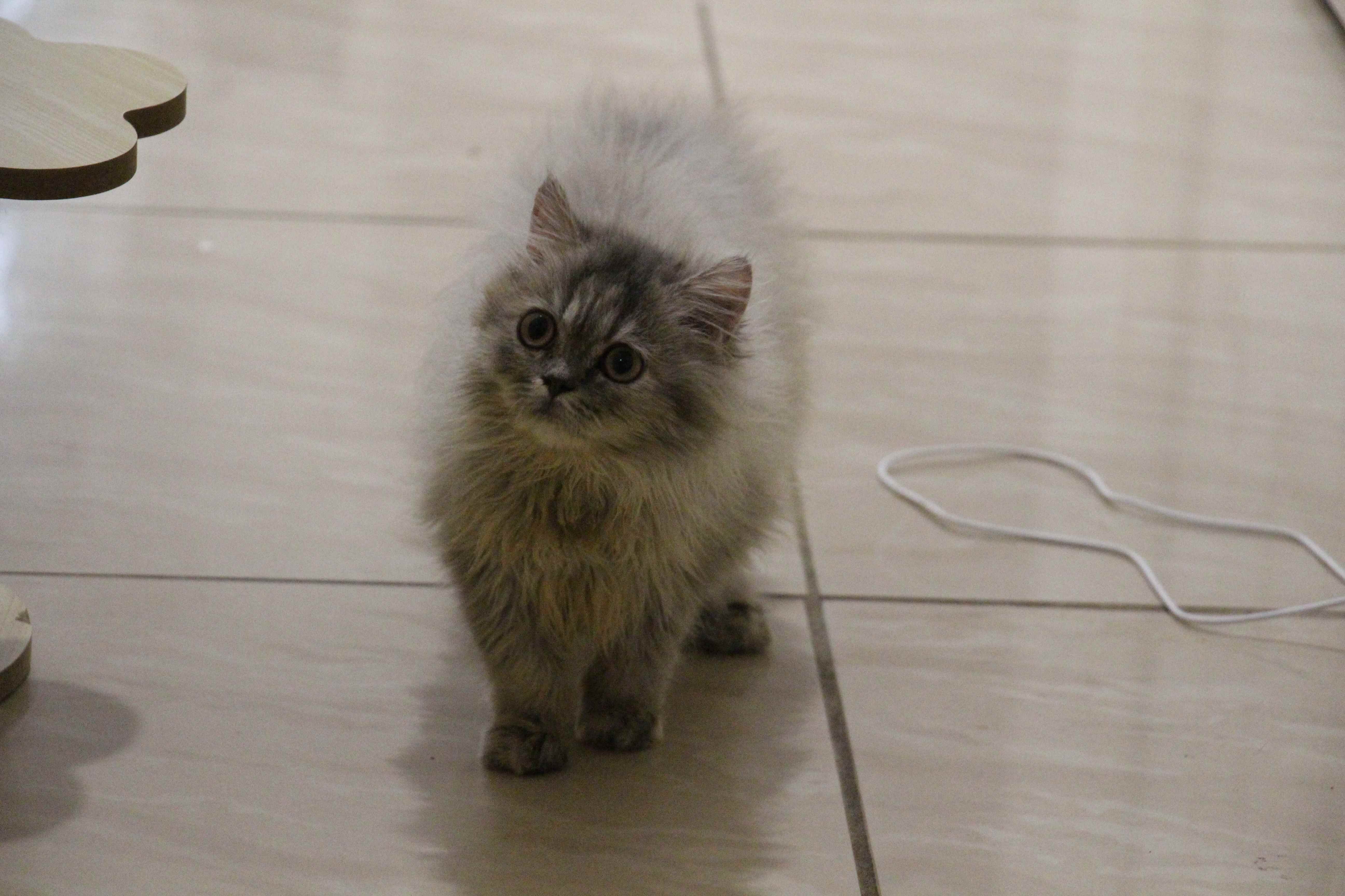 Adorable Scottish Straight Kitten Mimi image 5