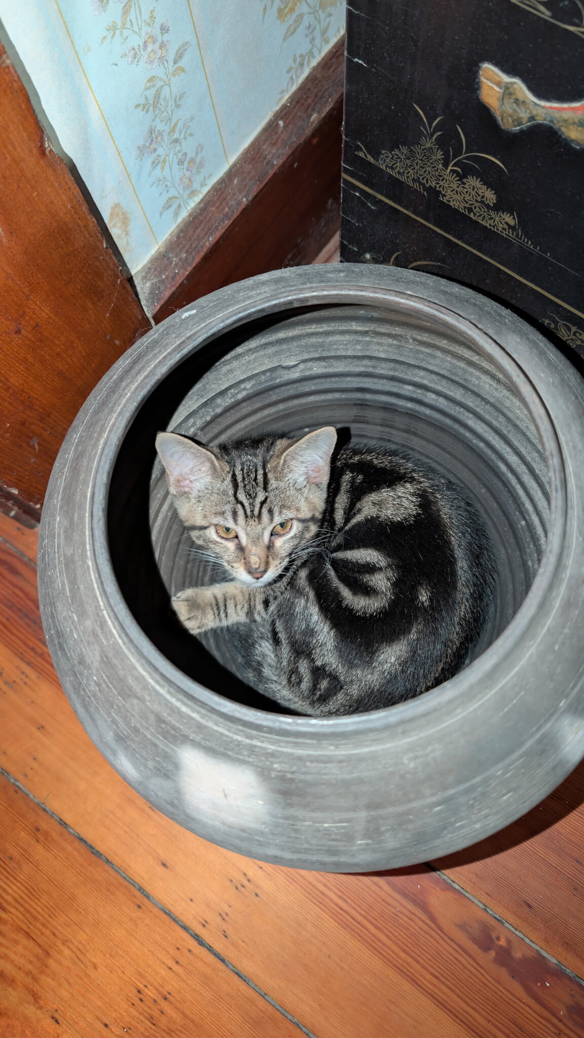 Kitten image 3
