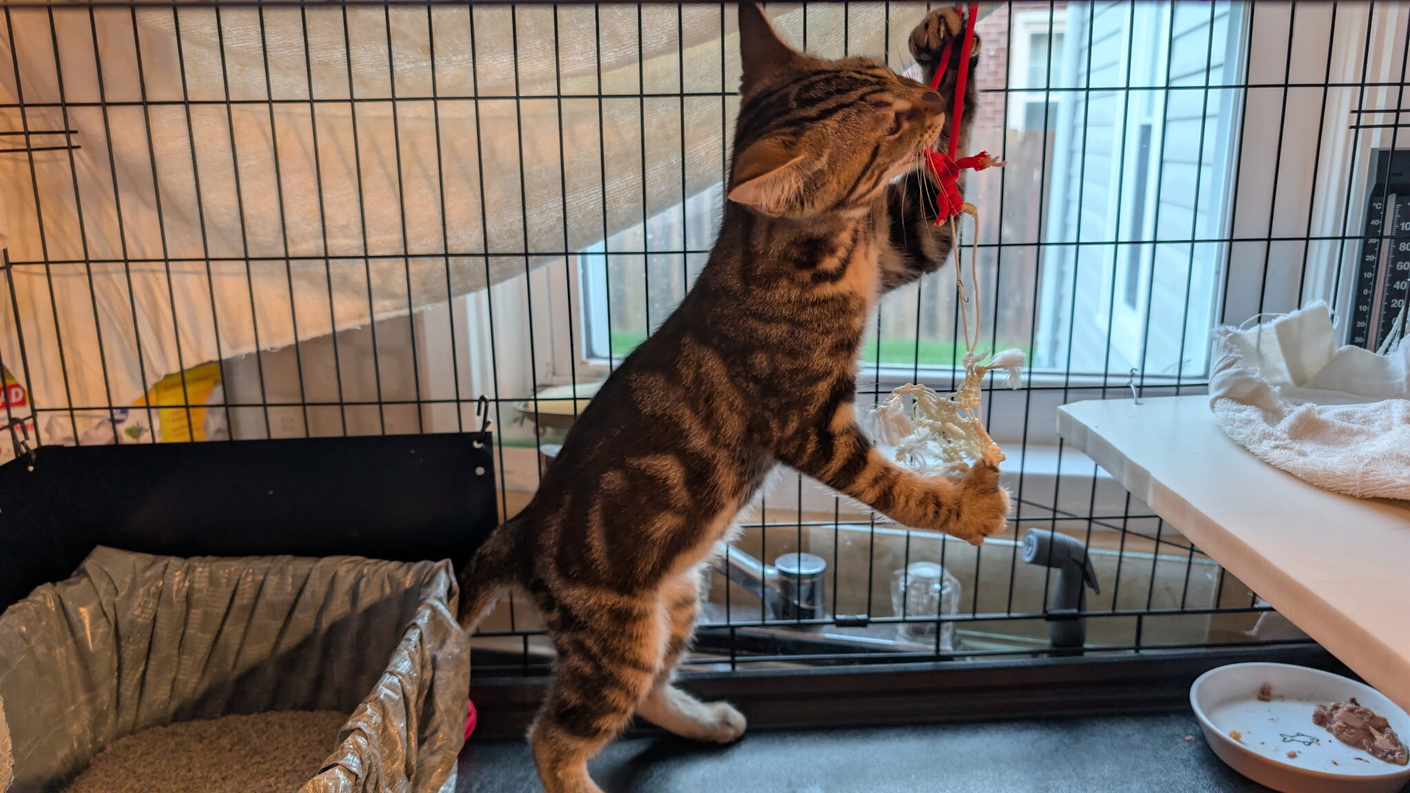 Kitten image 4