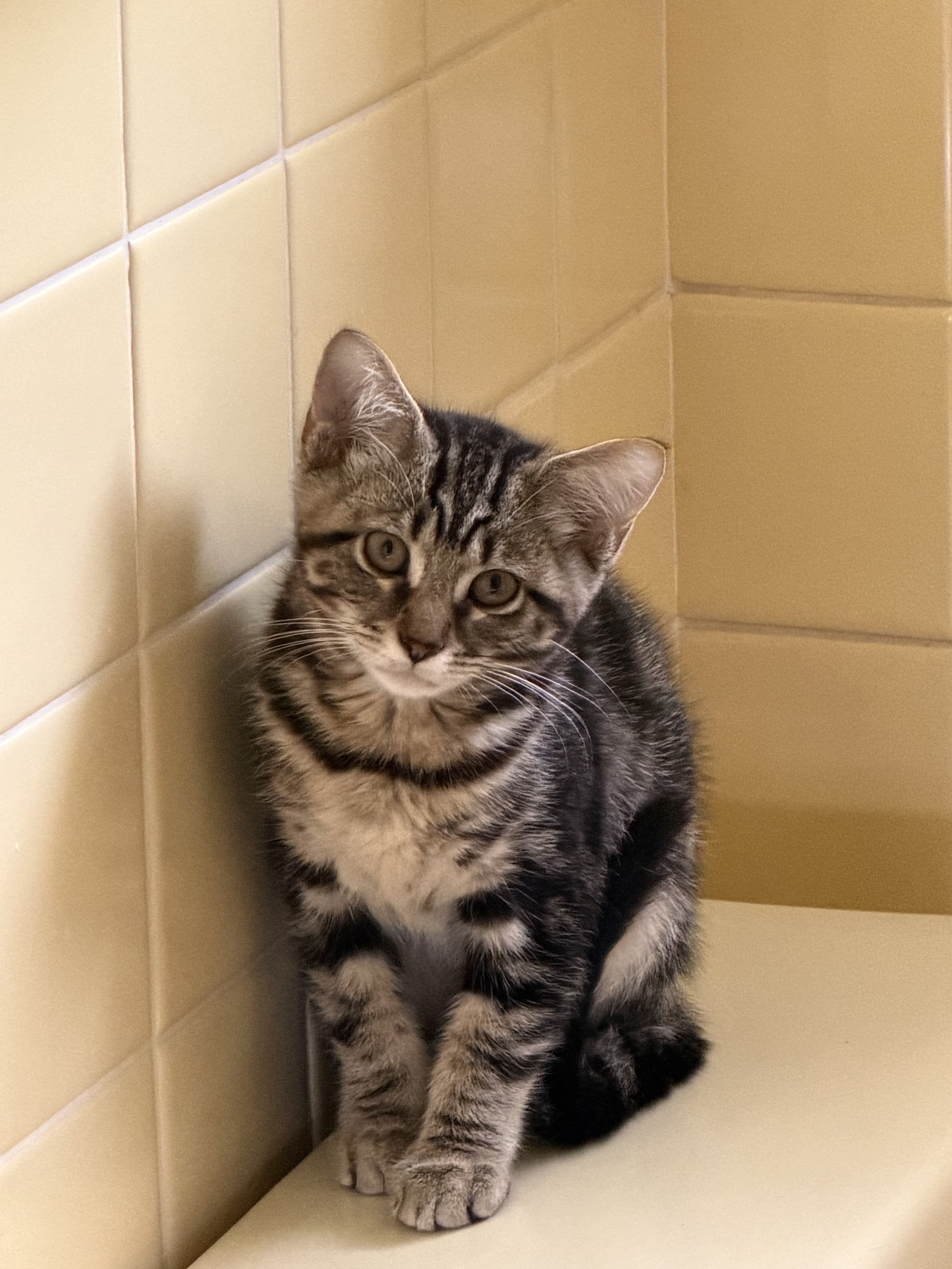 Kitten image 1