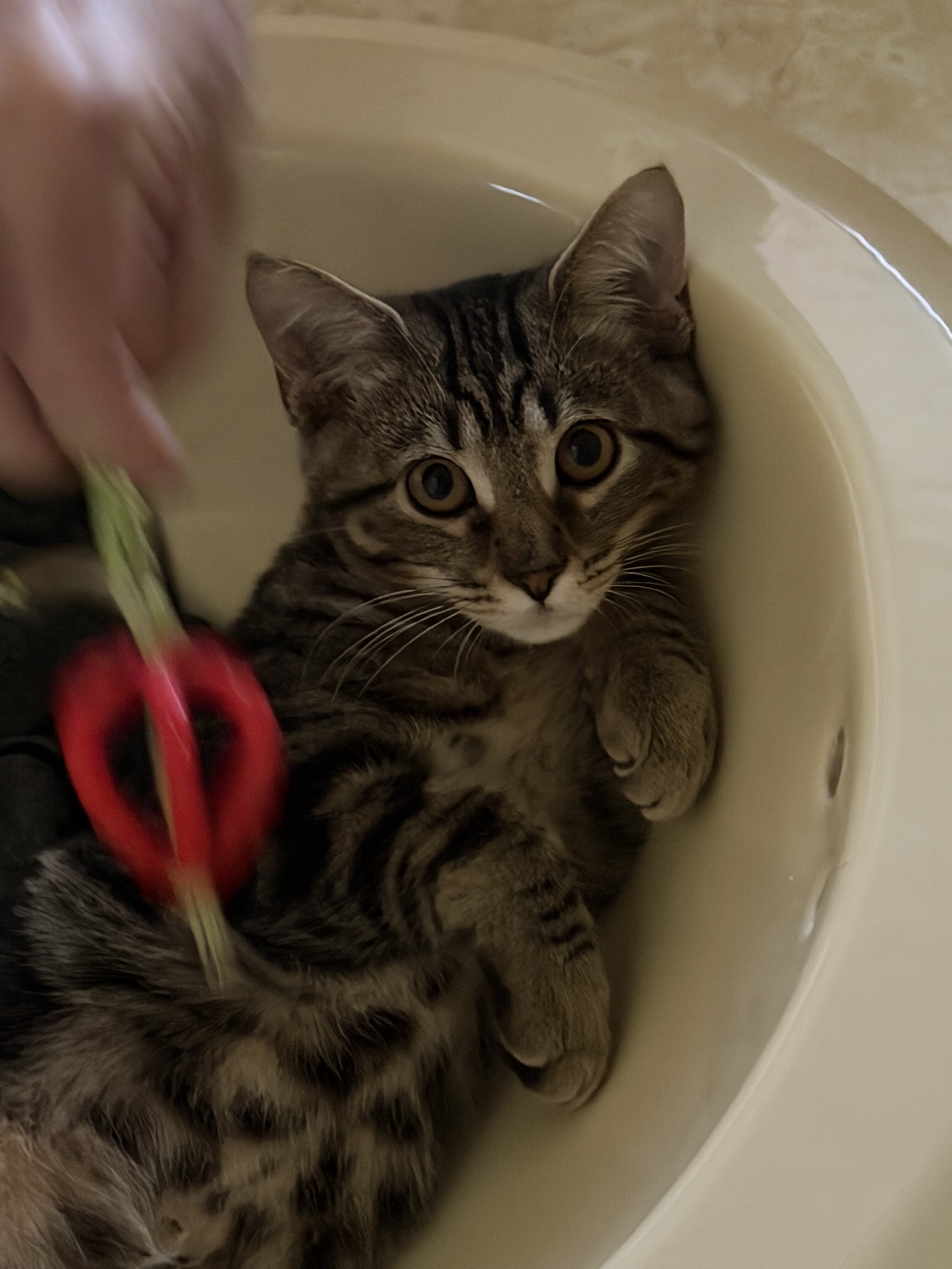Kitten image 5
