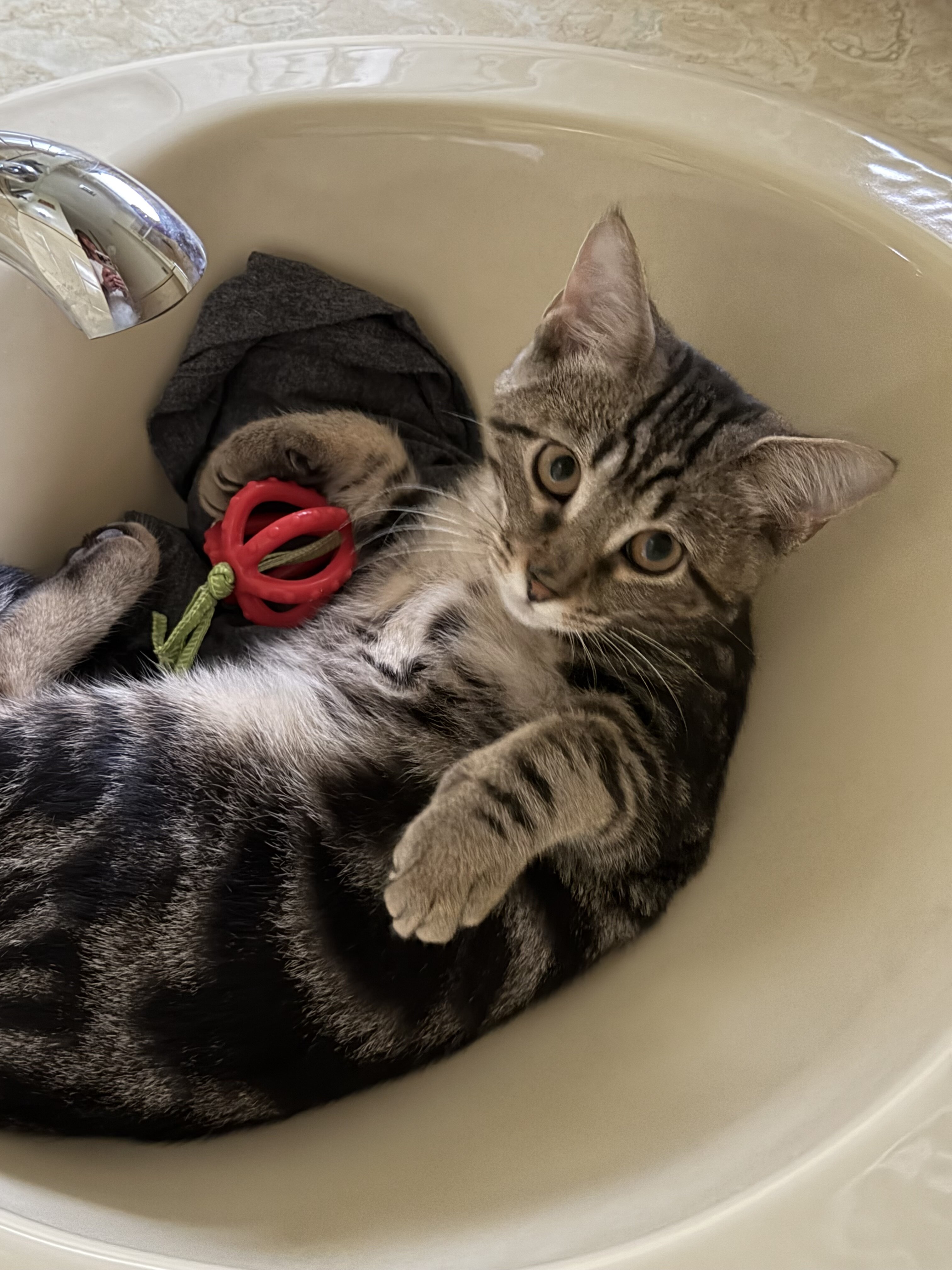 Kitten image 2