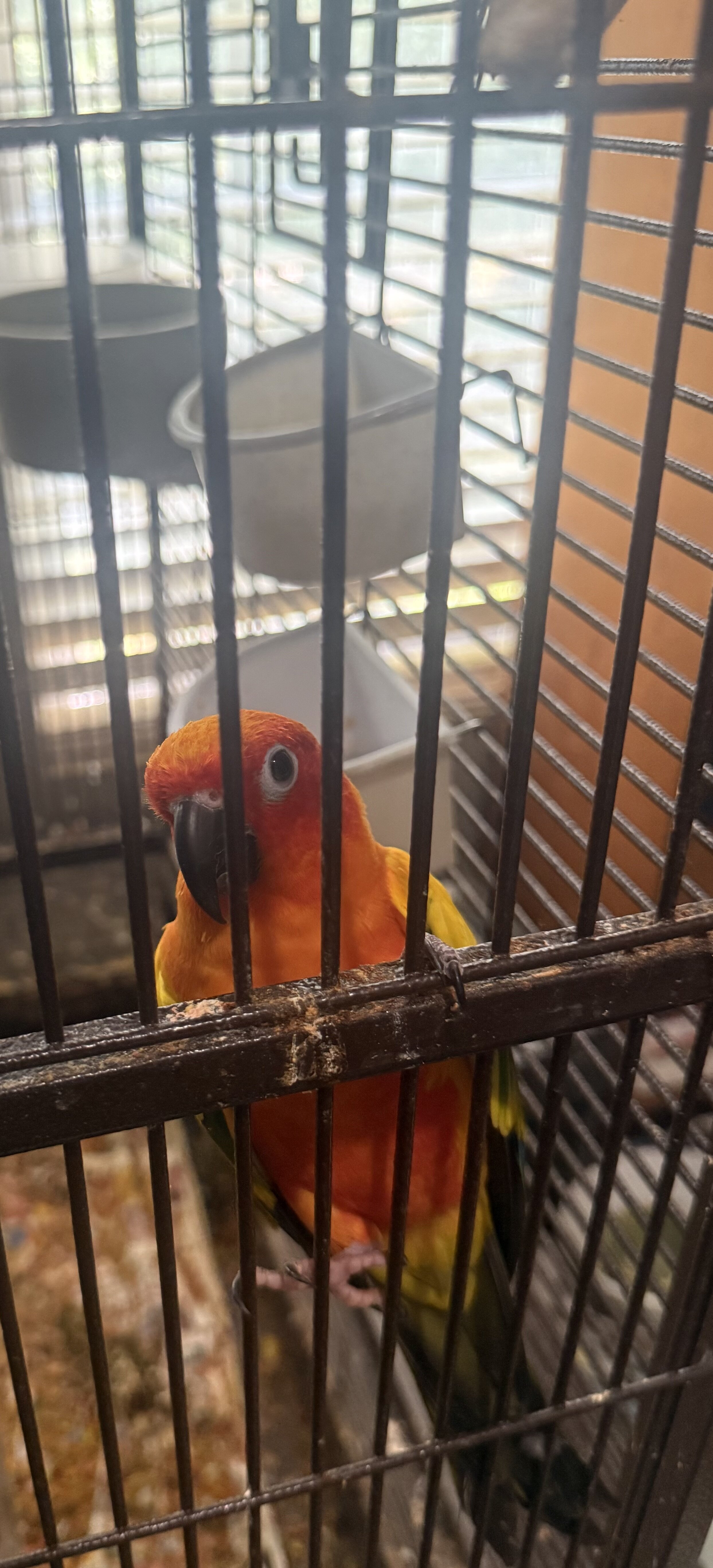 Sun Conure image 1