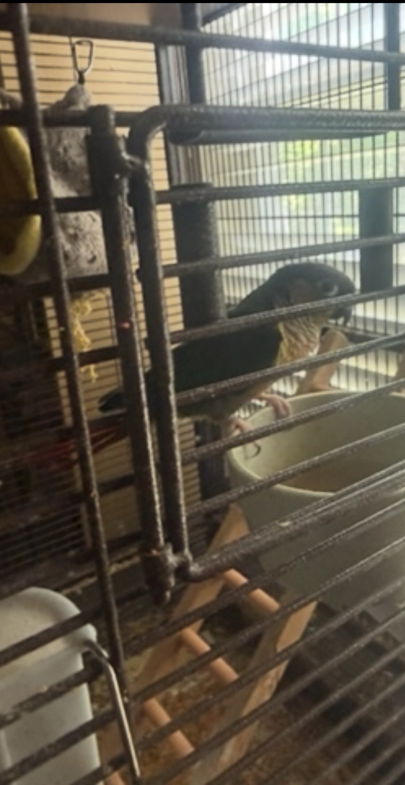 Green Cheek Conure image 1