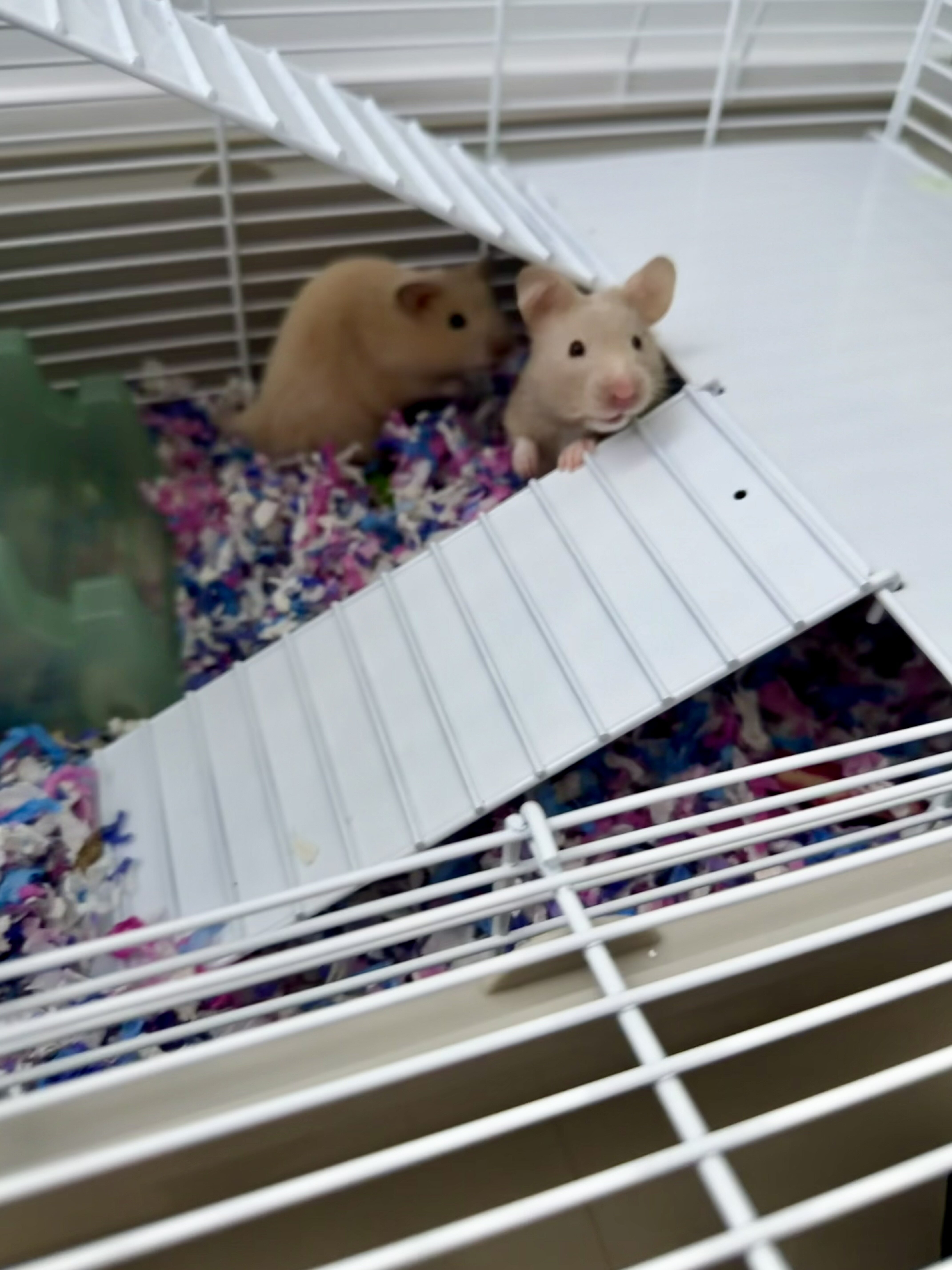 Hamsters to a Good Home image 1