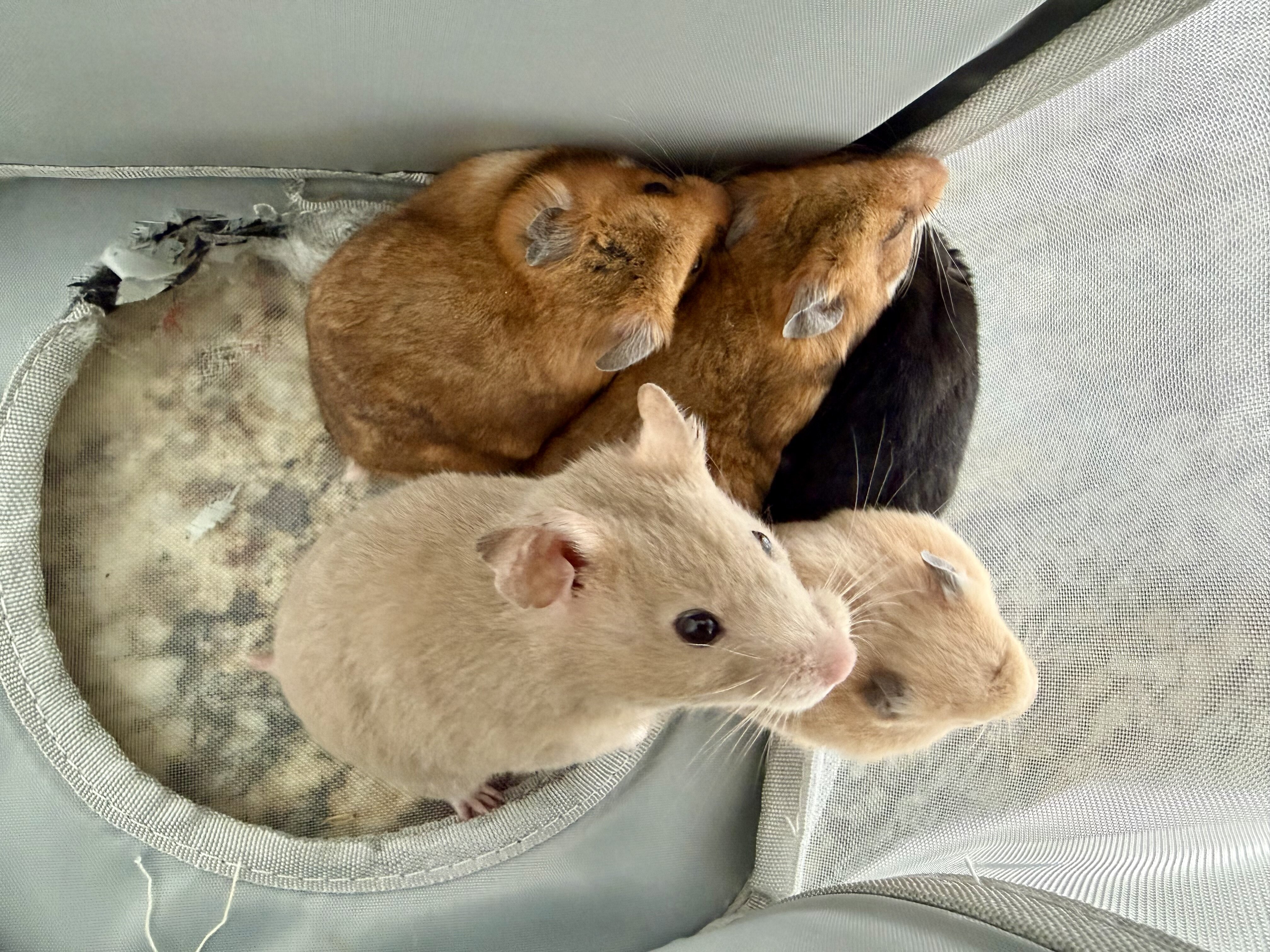 Hamsters to a Good Home image 5