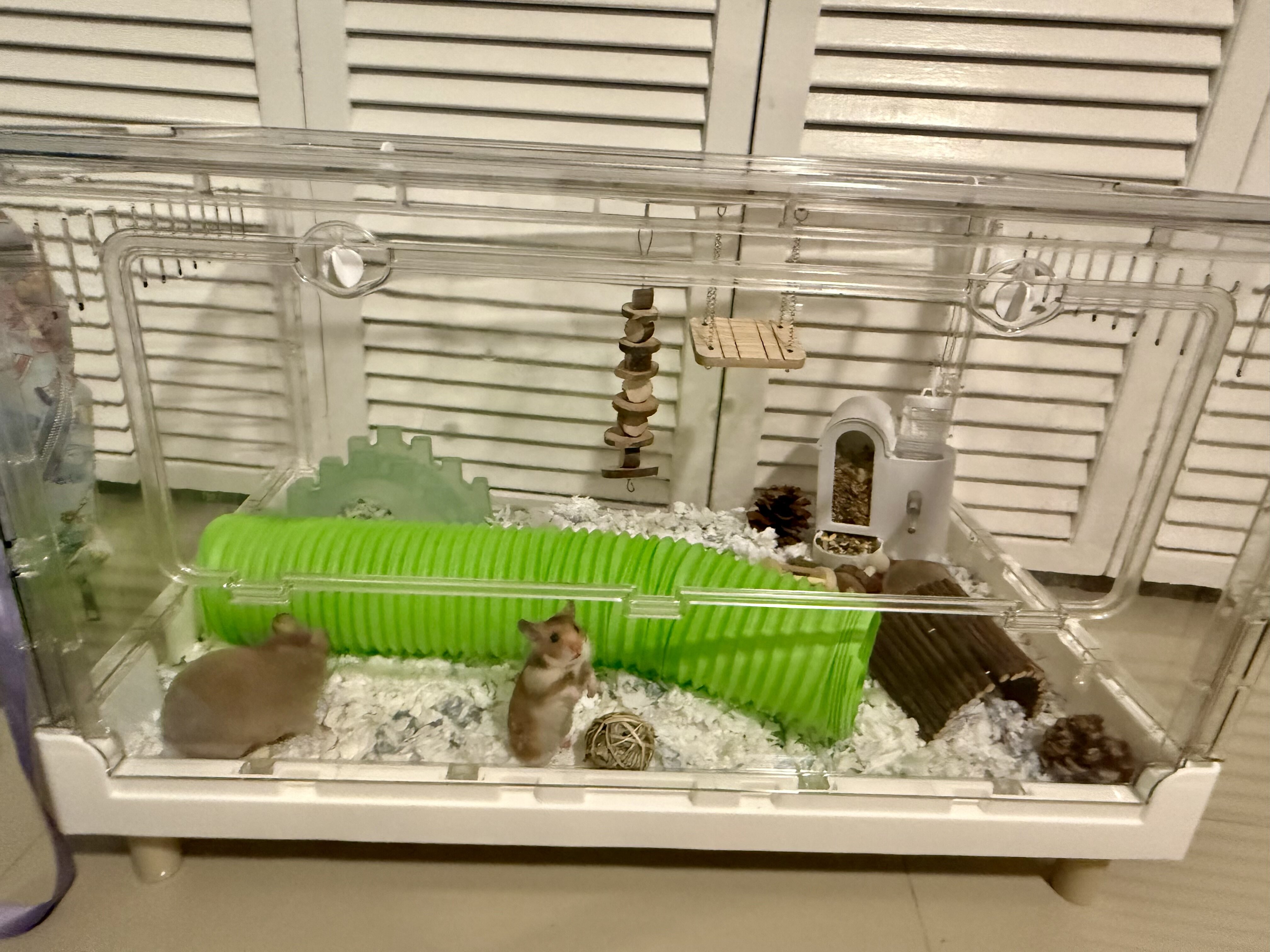 Hamsters to a Good Home image 3