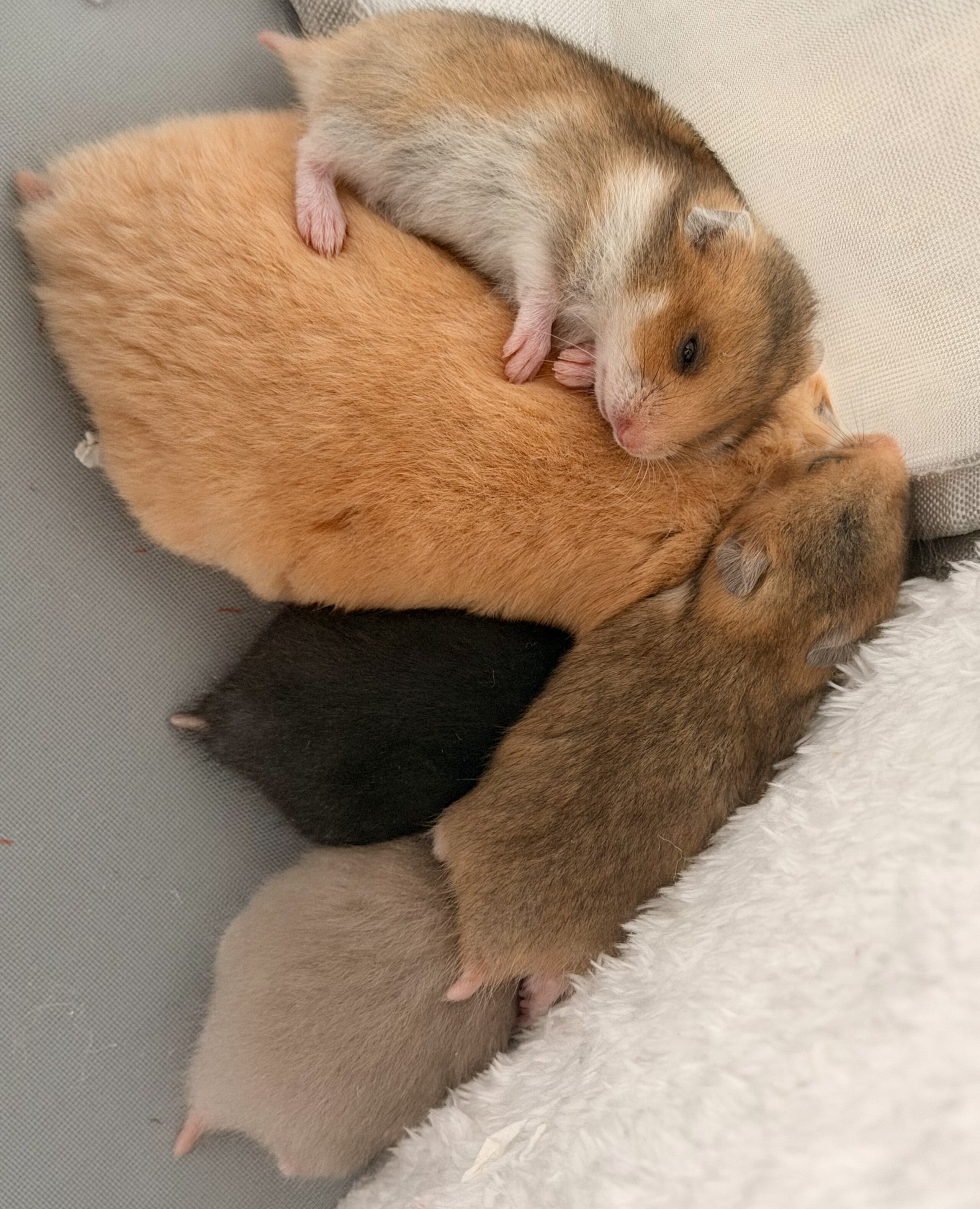 Hamsters to a Good Home image 2