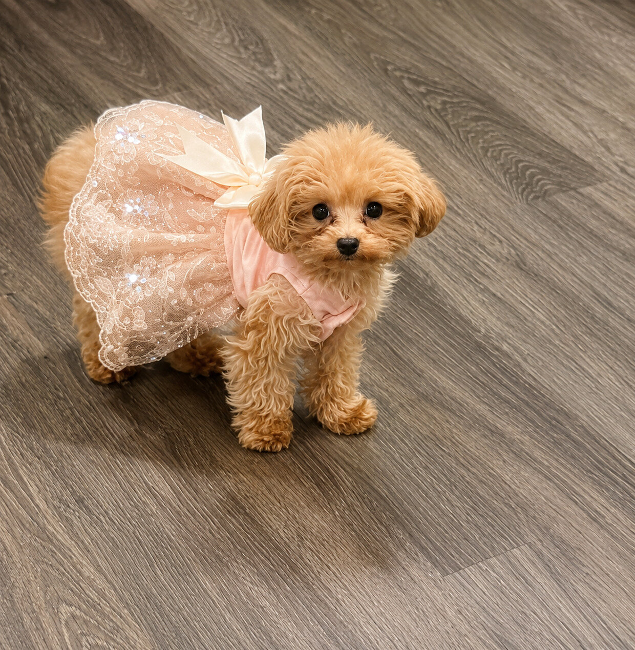Puppies image 1