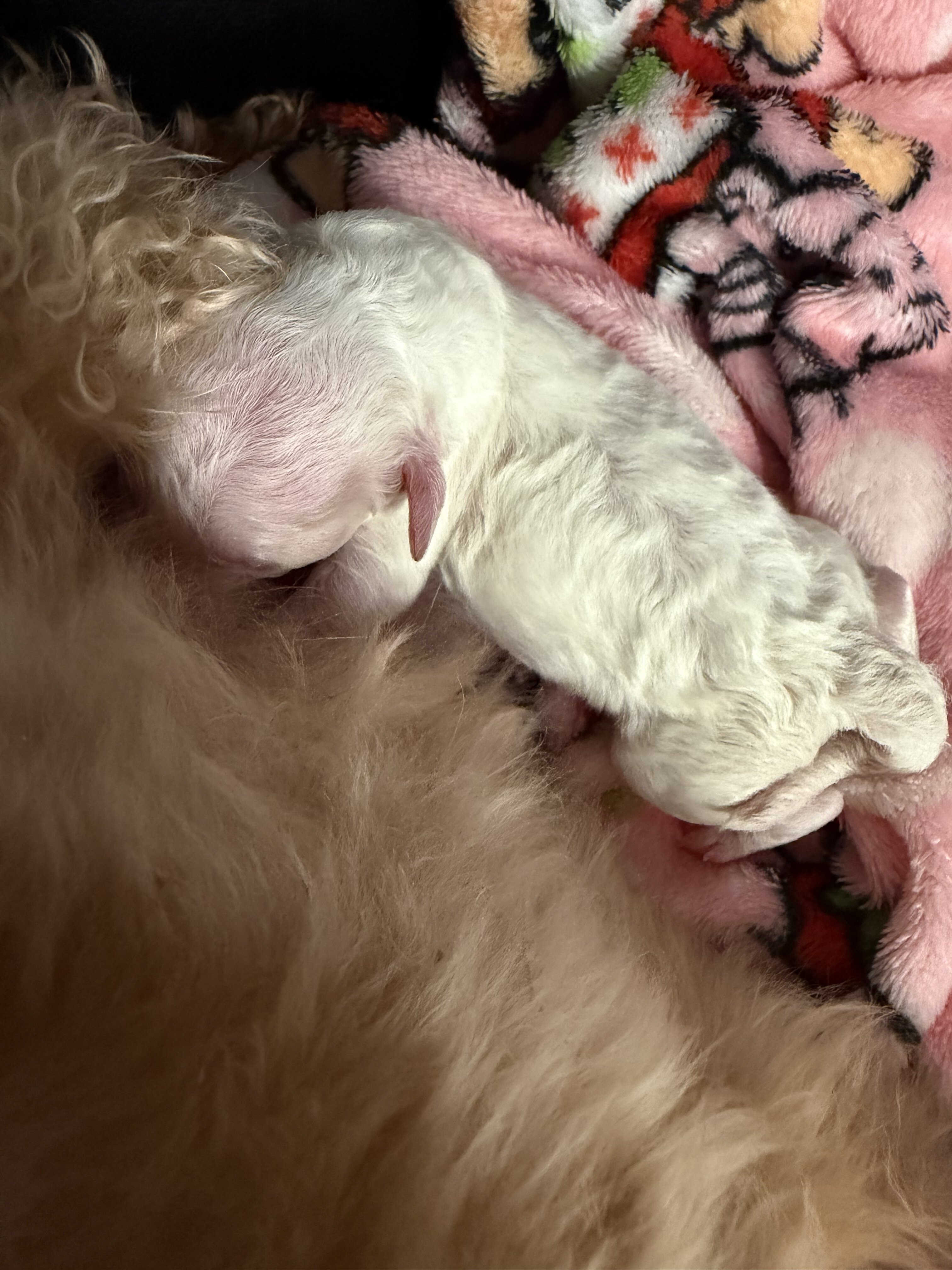Puppies image 3