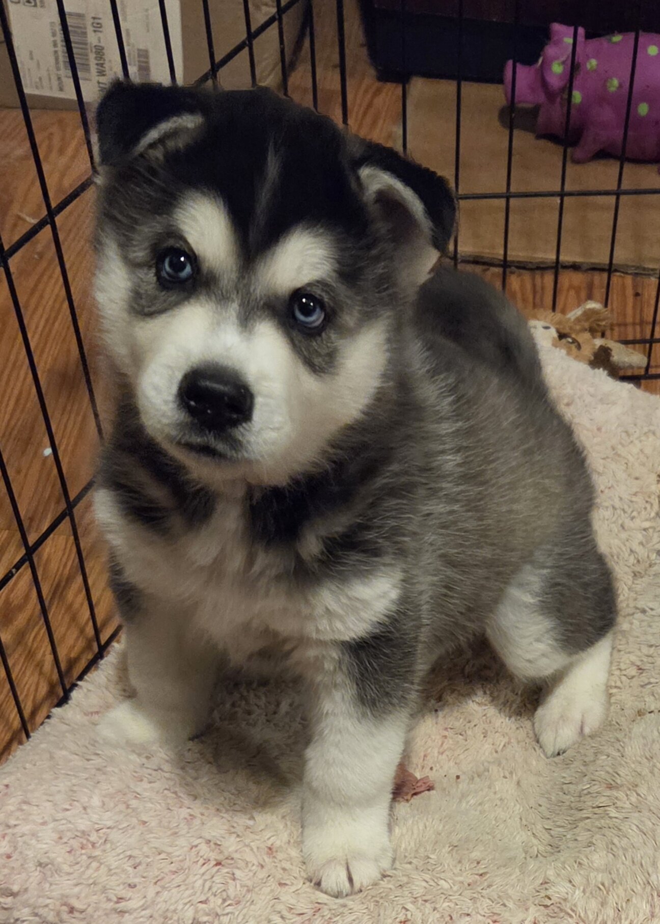 Sibirian Husky pup image 1
