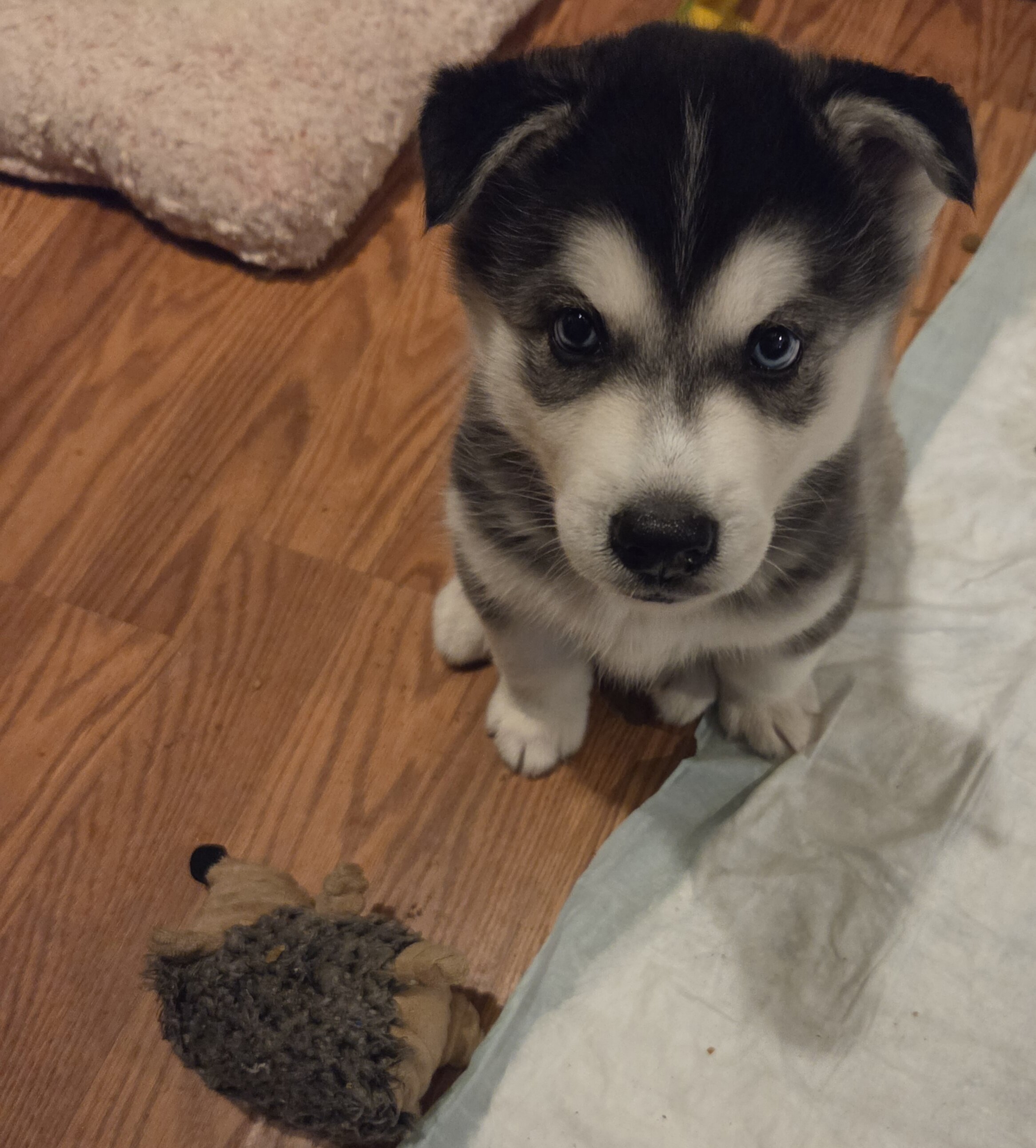 Sibirian Husky pup image 5