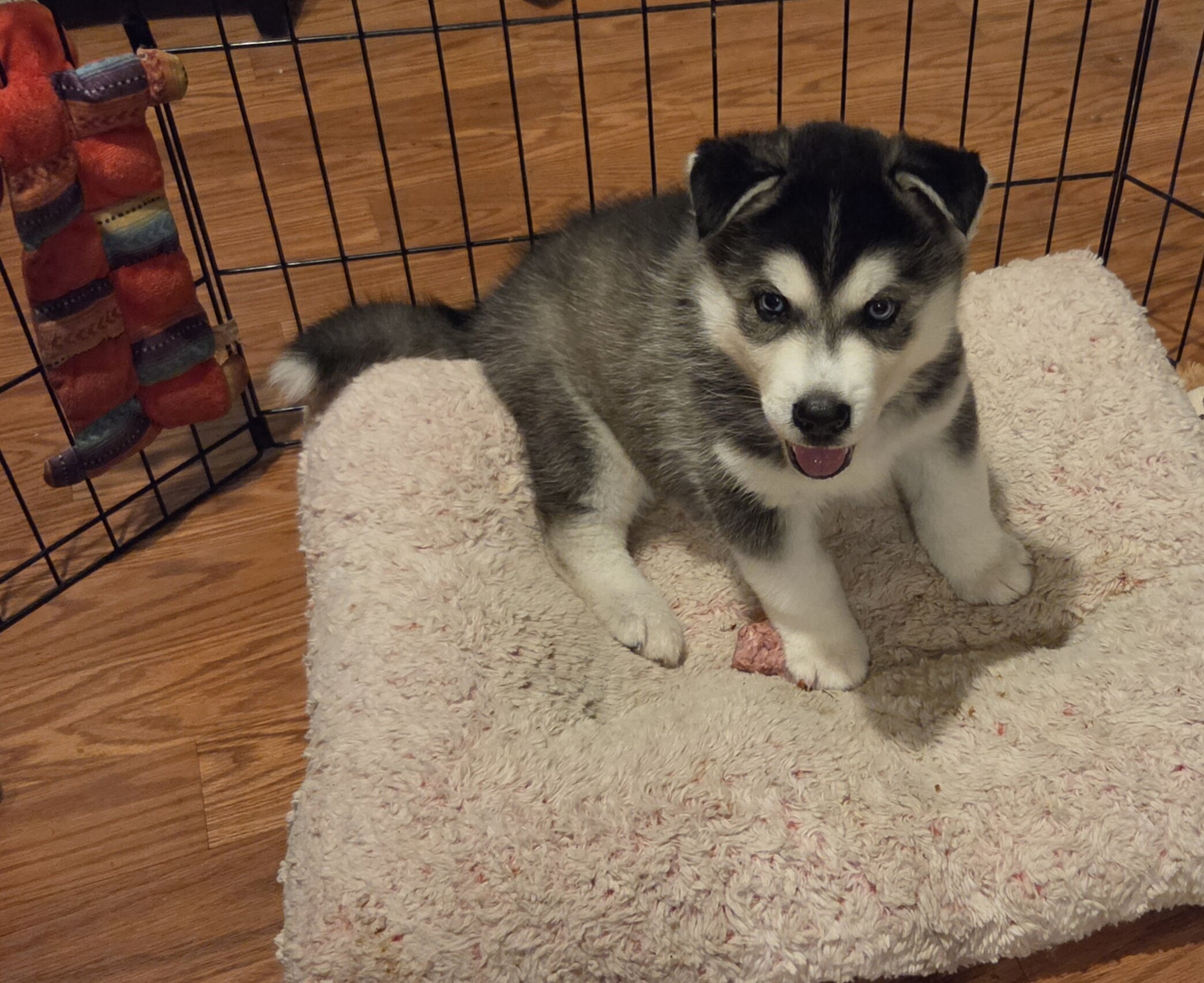 Sibirian Husky pup image 2