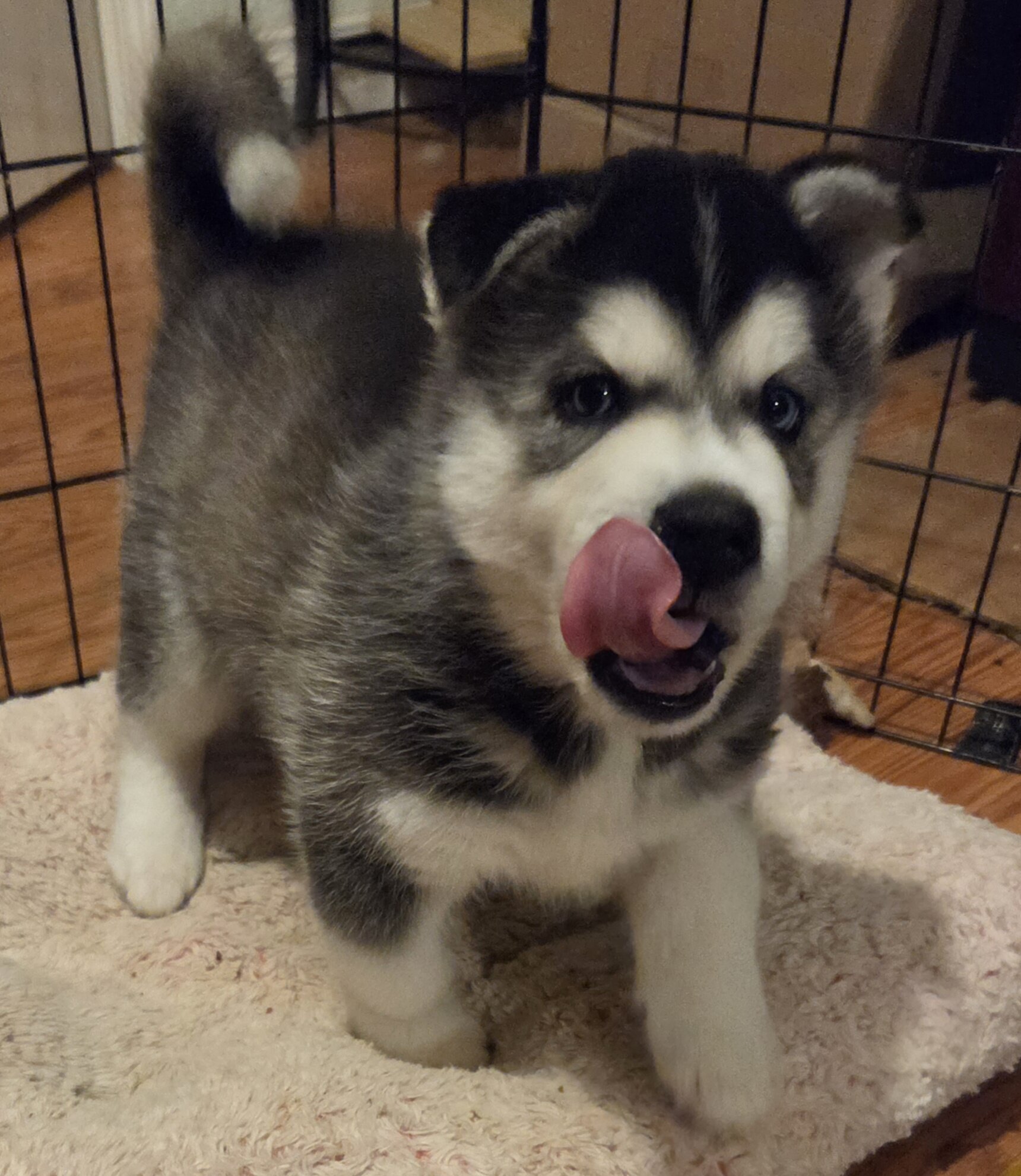 Sibirian Husky pup image 4