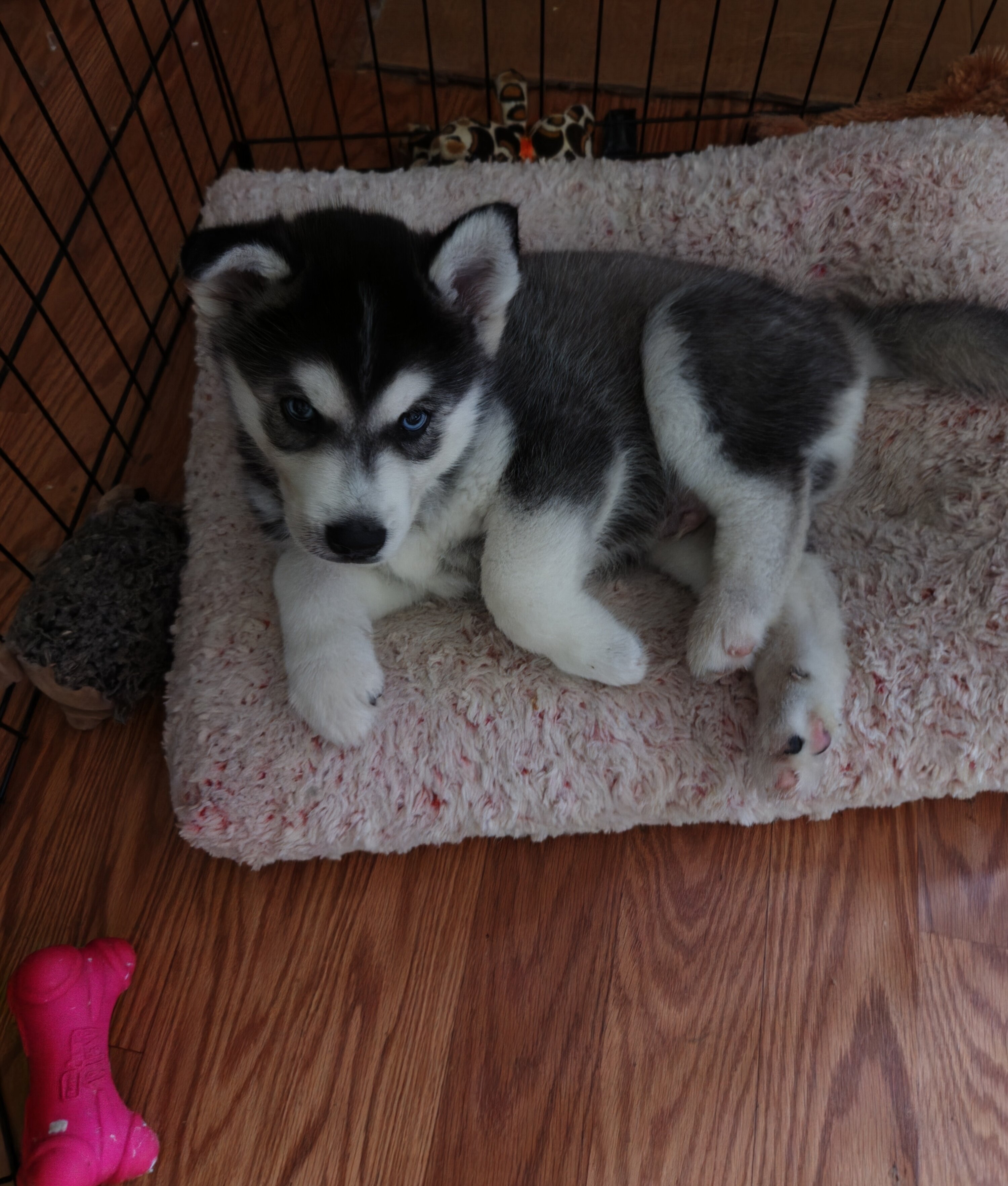 Sibirian Husky pup image 3