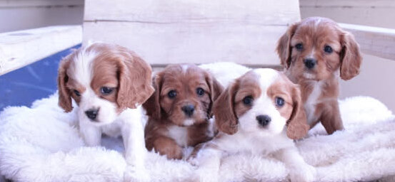Cavalier King Charles Spaniel puppies image 3