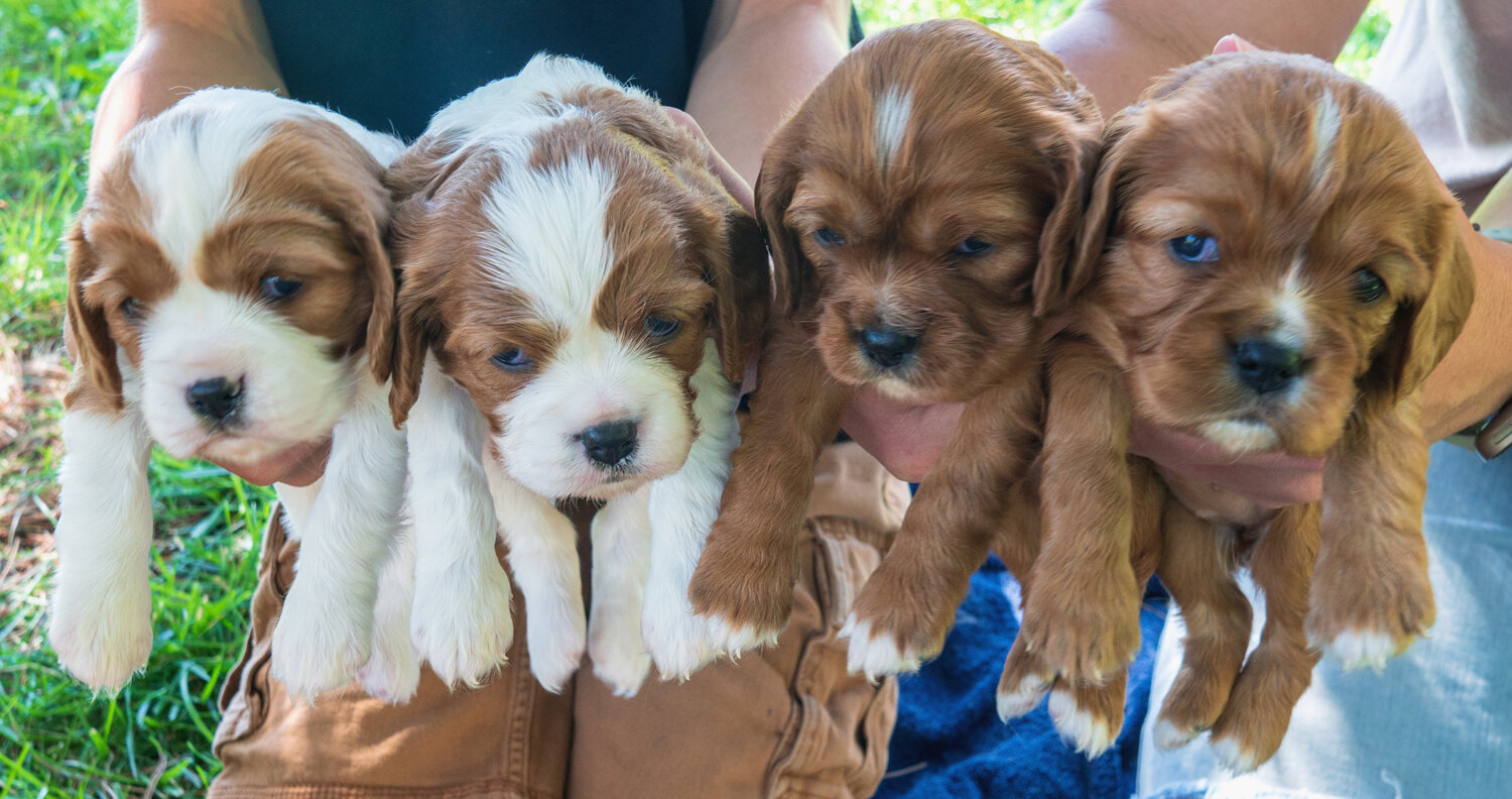 Cavalier King Charles Spaniel puppies image 1