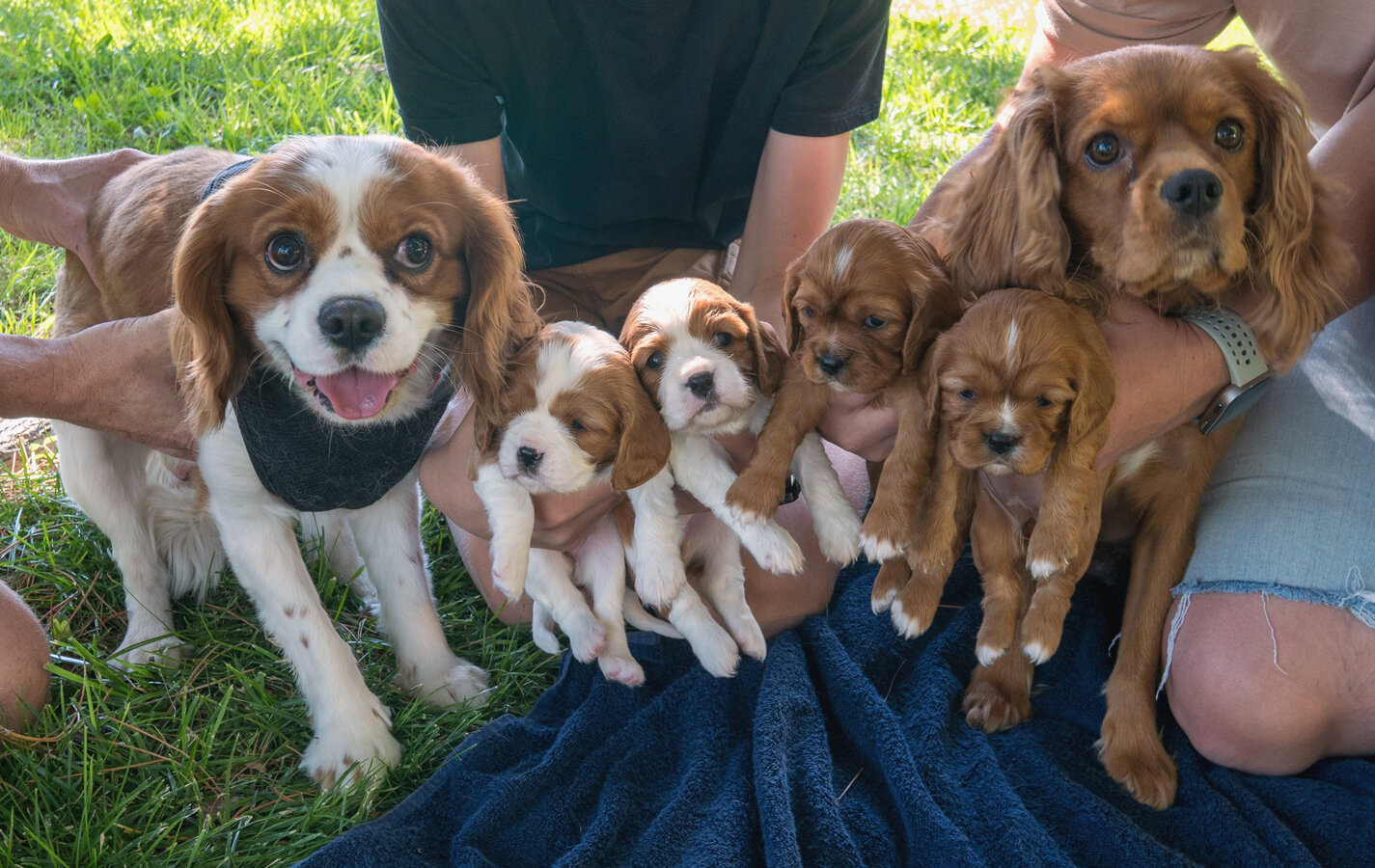Cavalier King Charles Spaniel puppies image 2
