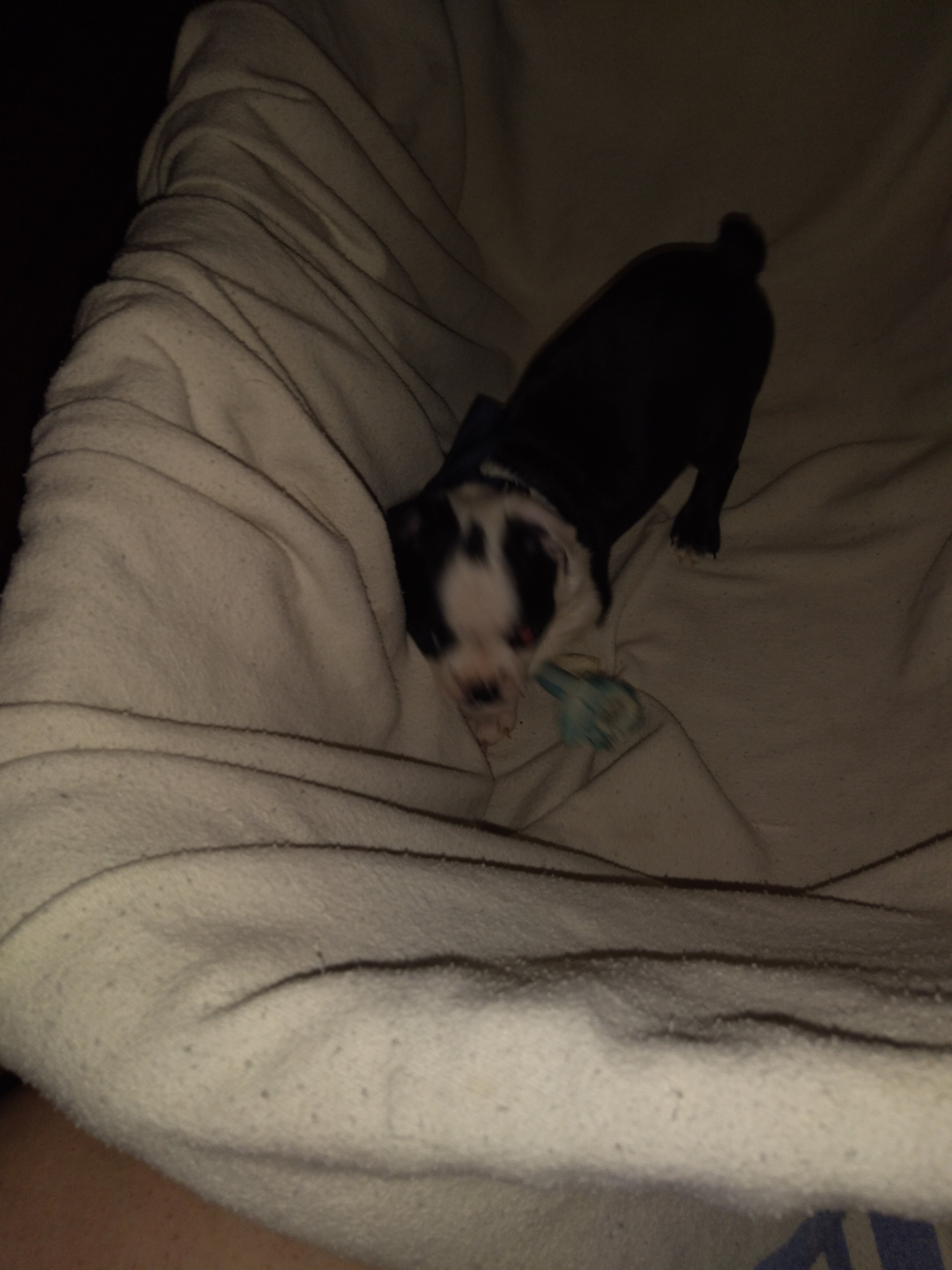 Boston Terrier Puppies image 6