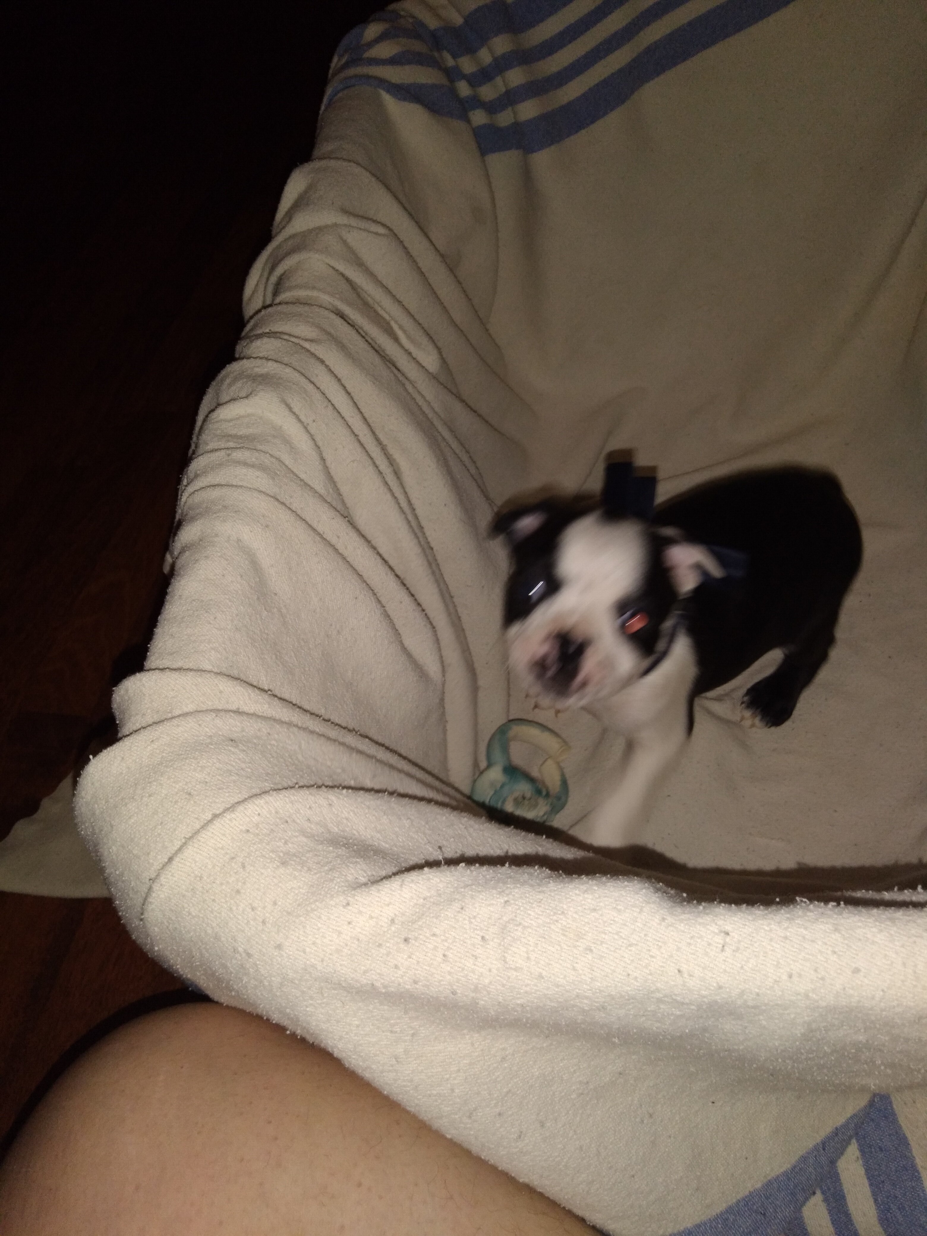 Boston Terrier Puppies image 5