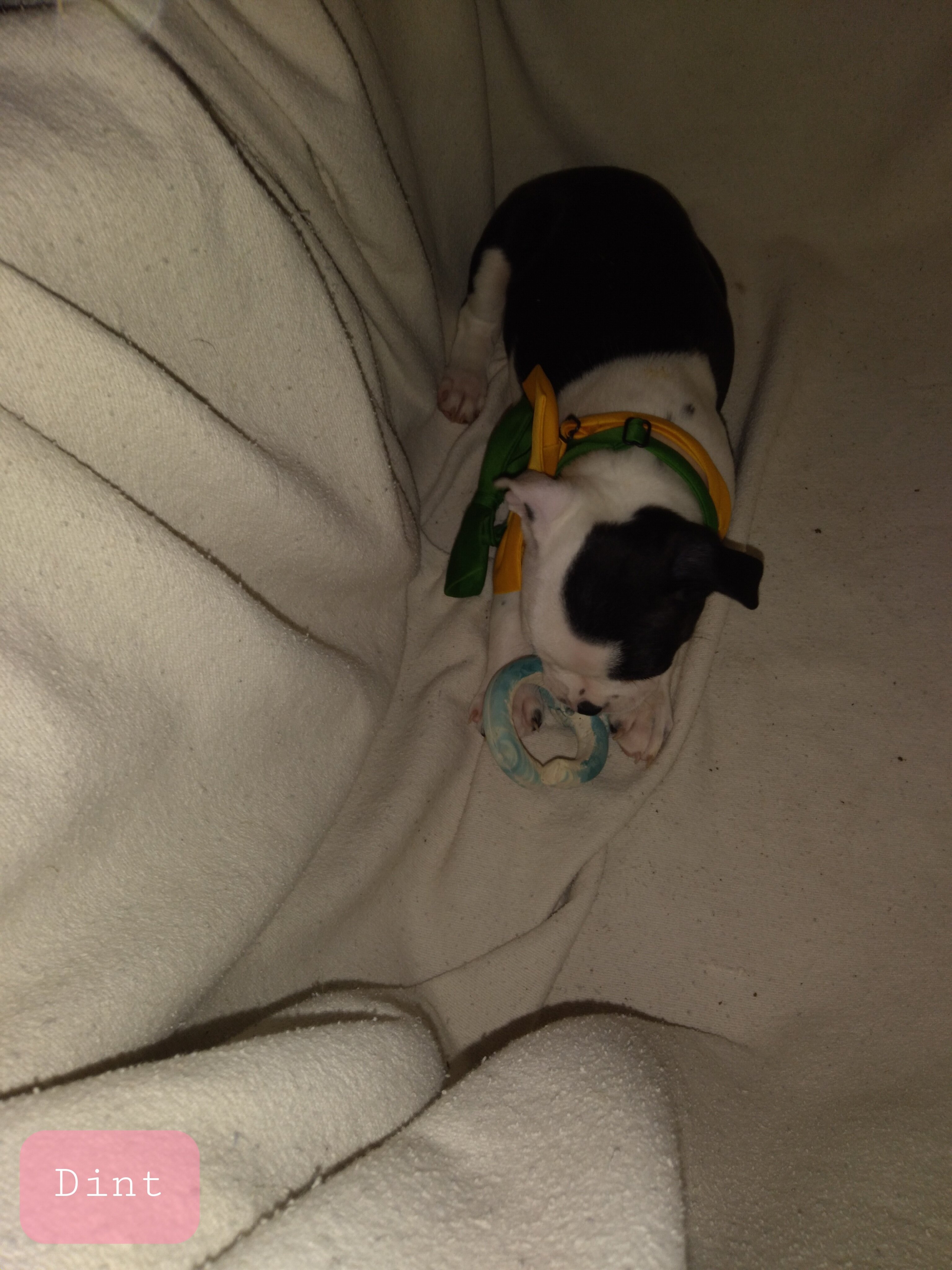 Boston Terrier Puppies image 3