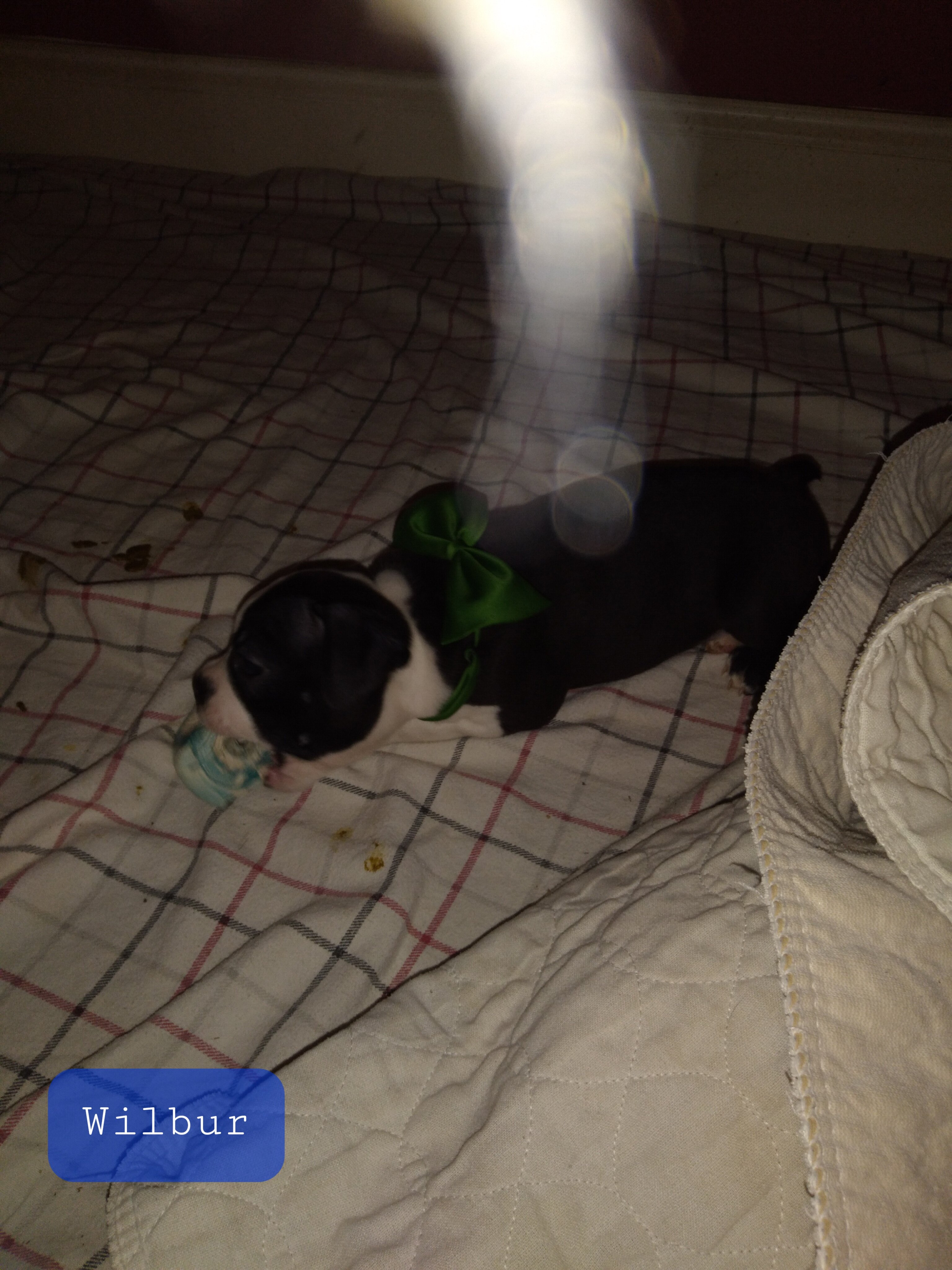 Boston Terrier Puppies image 2