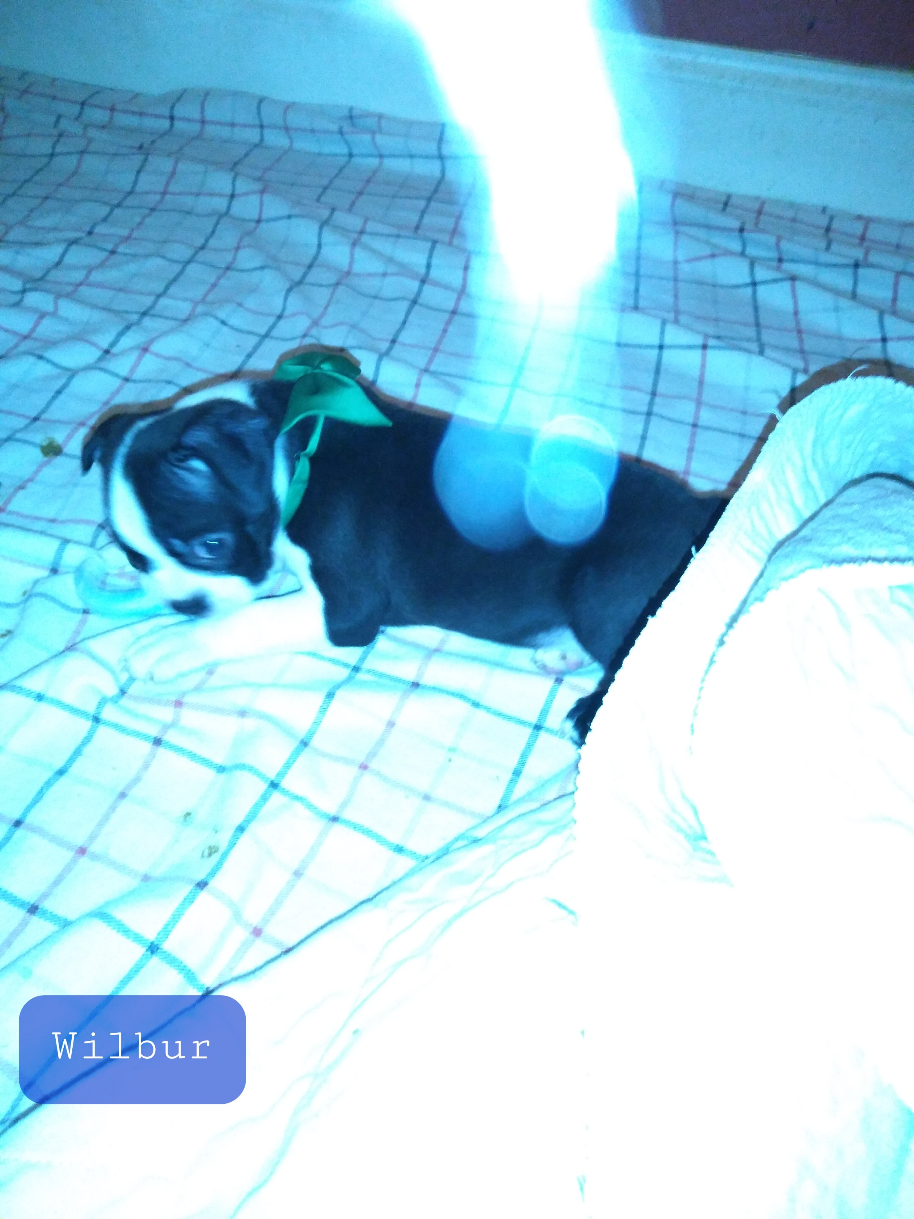 Boston Terrier Puppies image 1