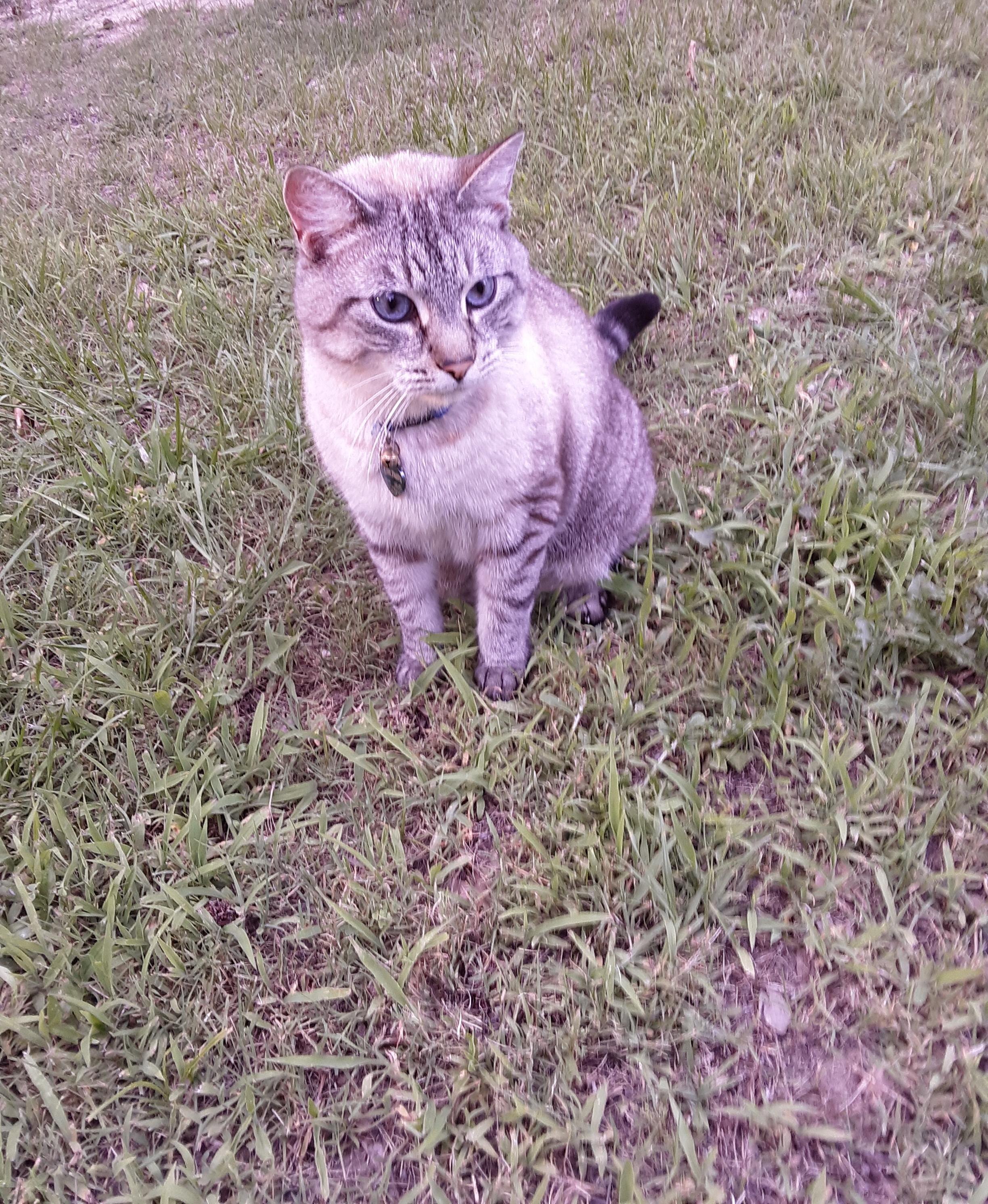 Grey Tabby Cat image 1