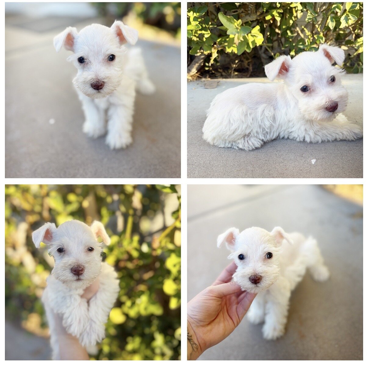 Mini/toy schnauzer puppies image 6