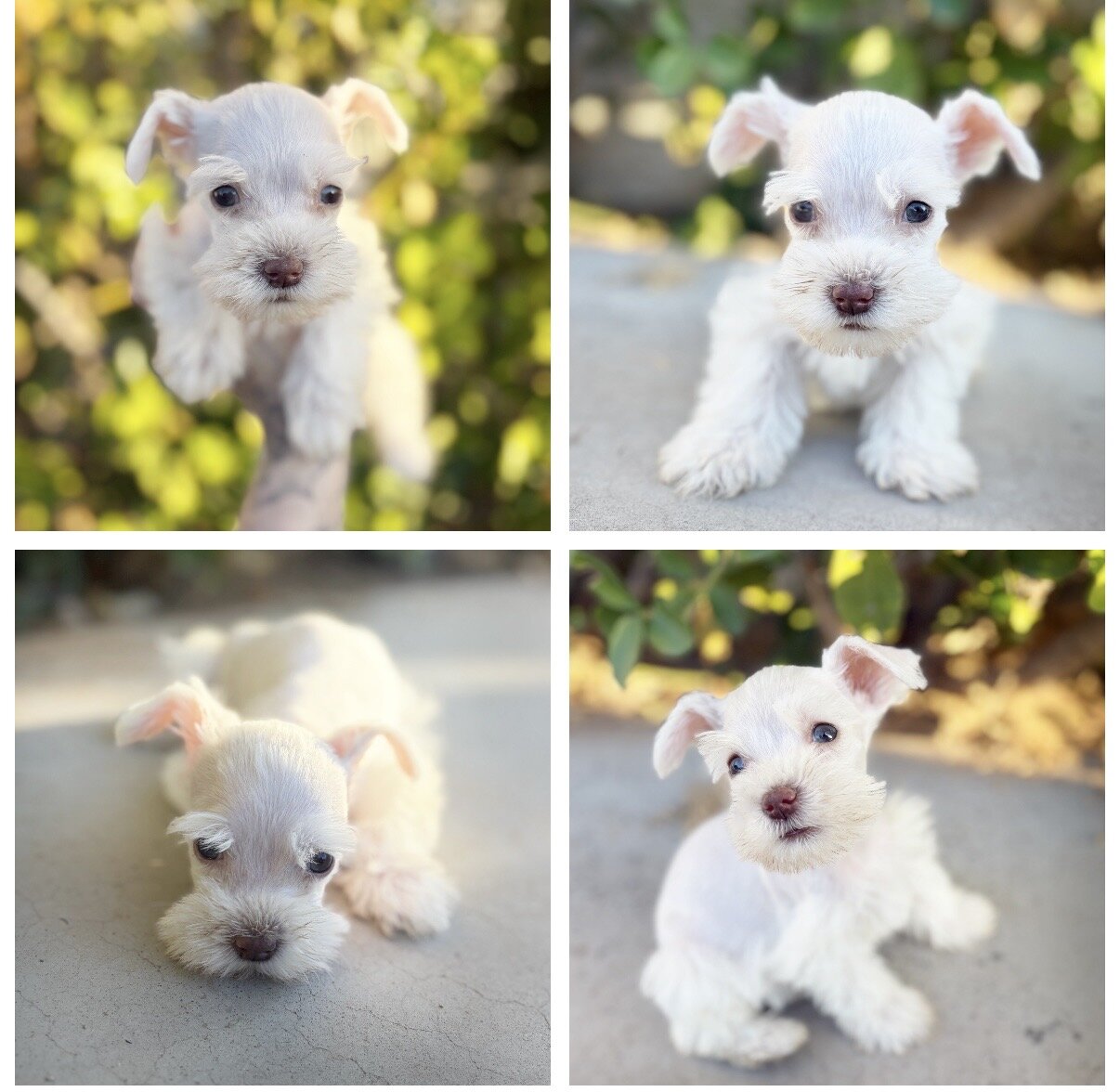 Mini/toy schnauzer puppies image 5
